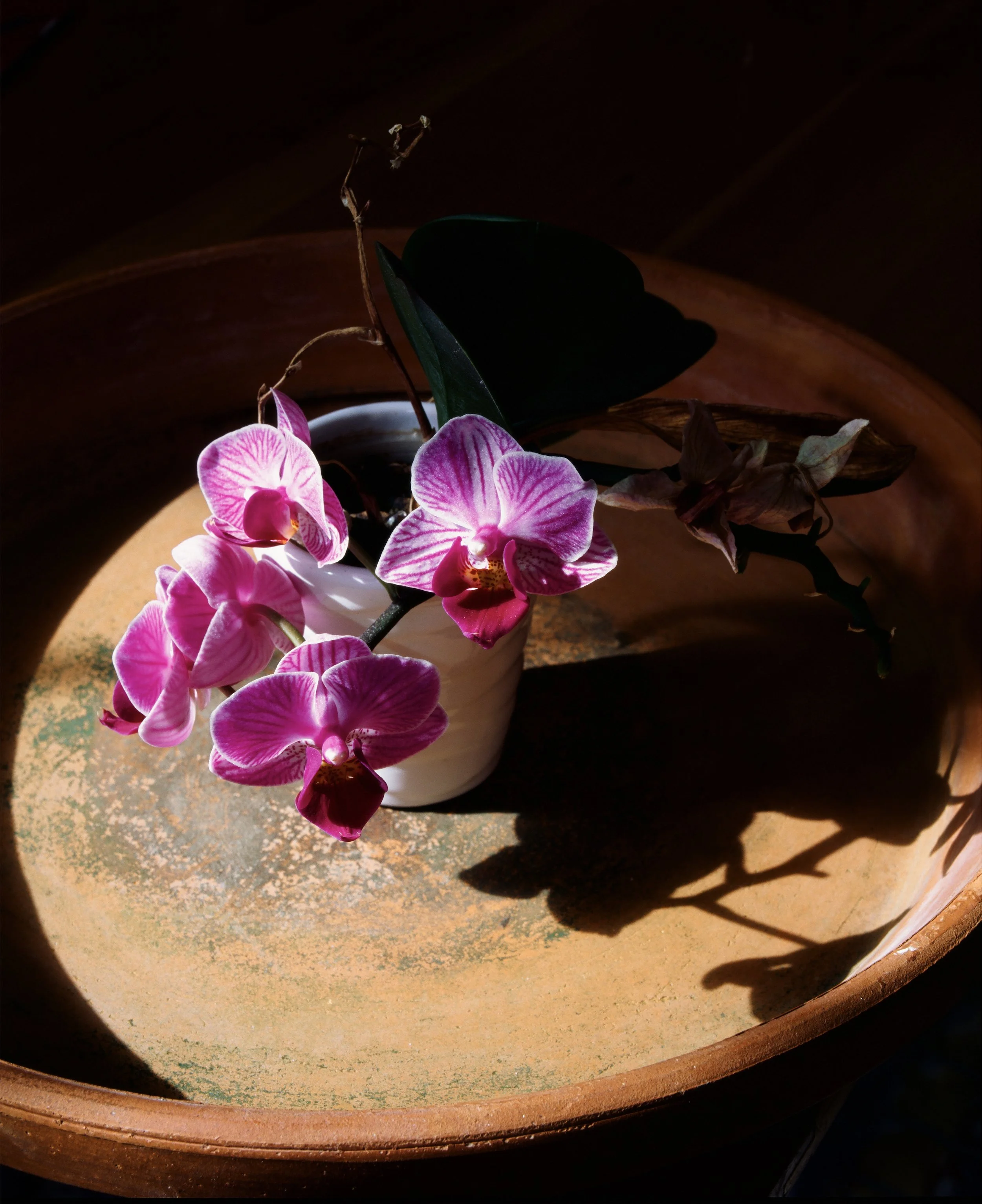 Screen Shot Orchid 2.jpg