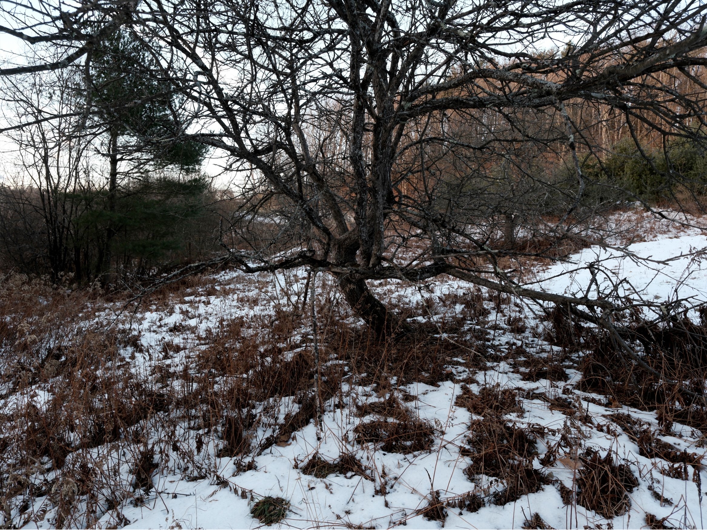 Tree 12-21-25 IV.jpg