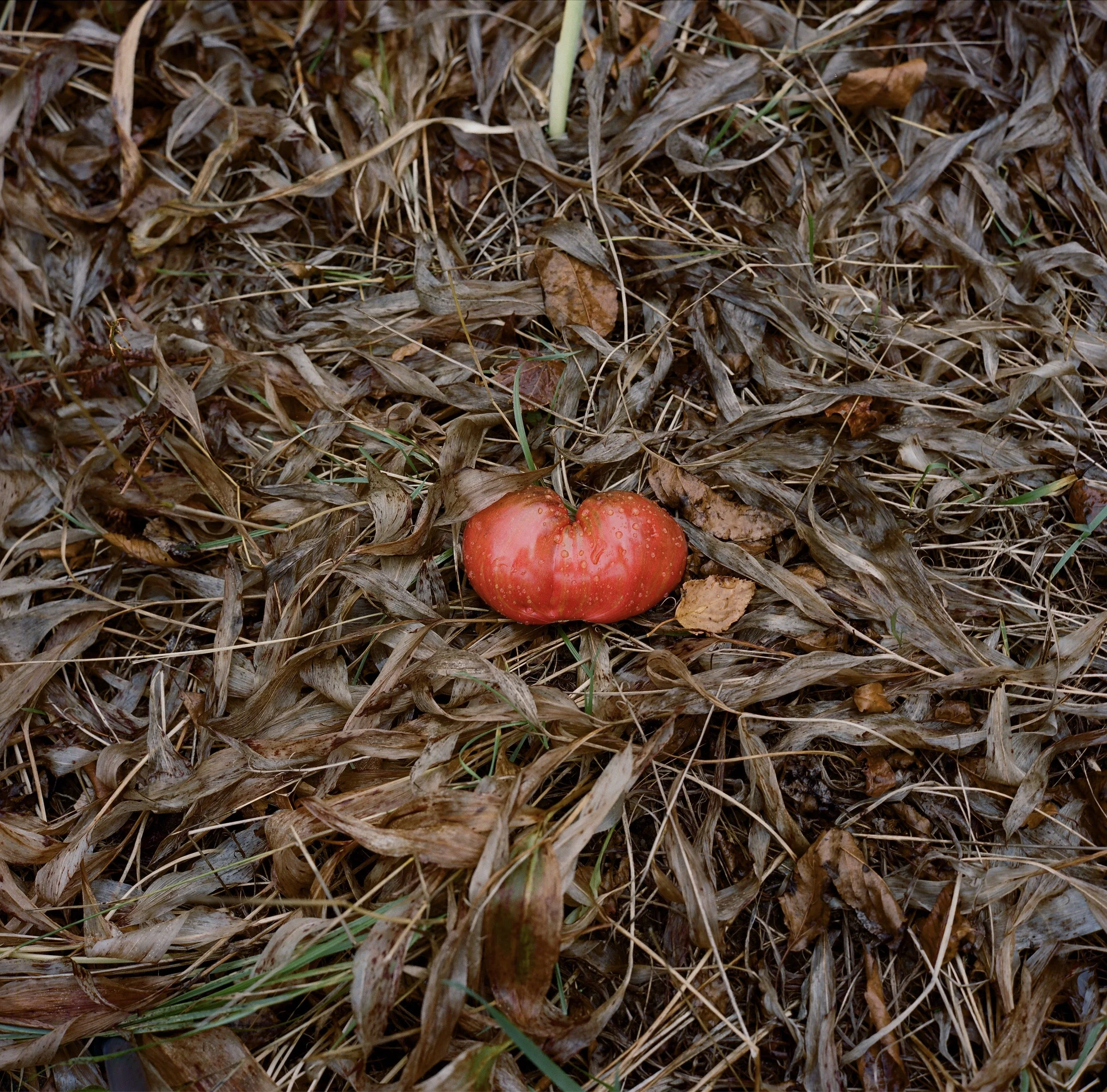 Screen Shot Tomato.jpg