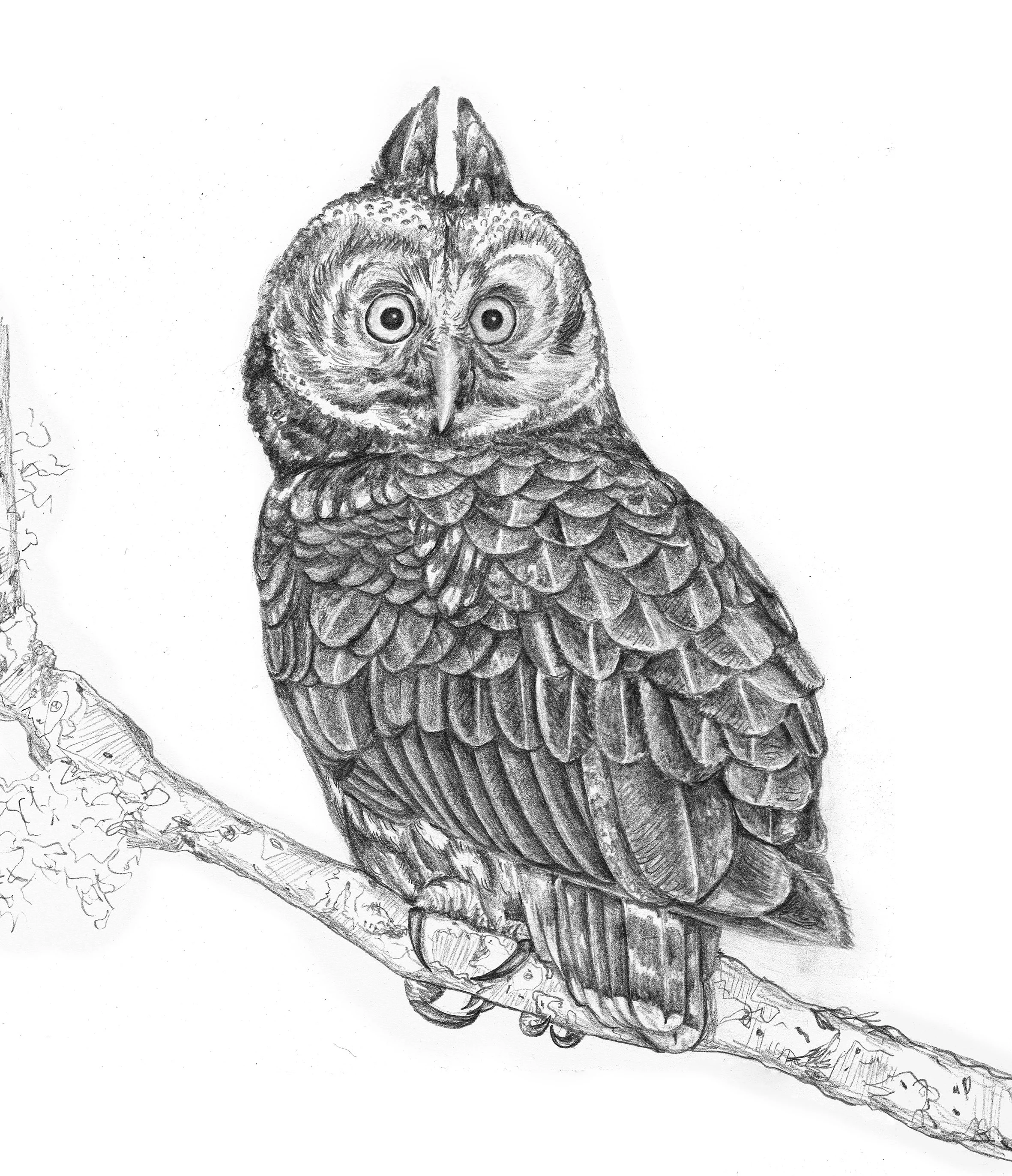 Owl · pencil on paper