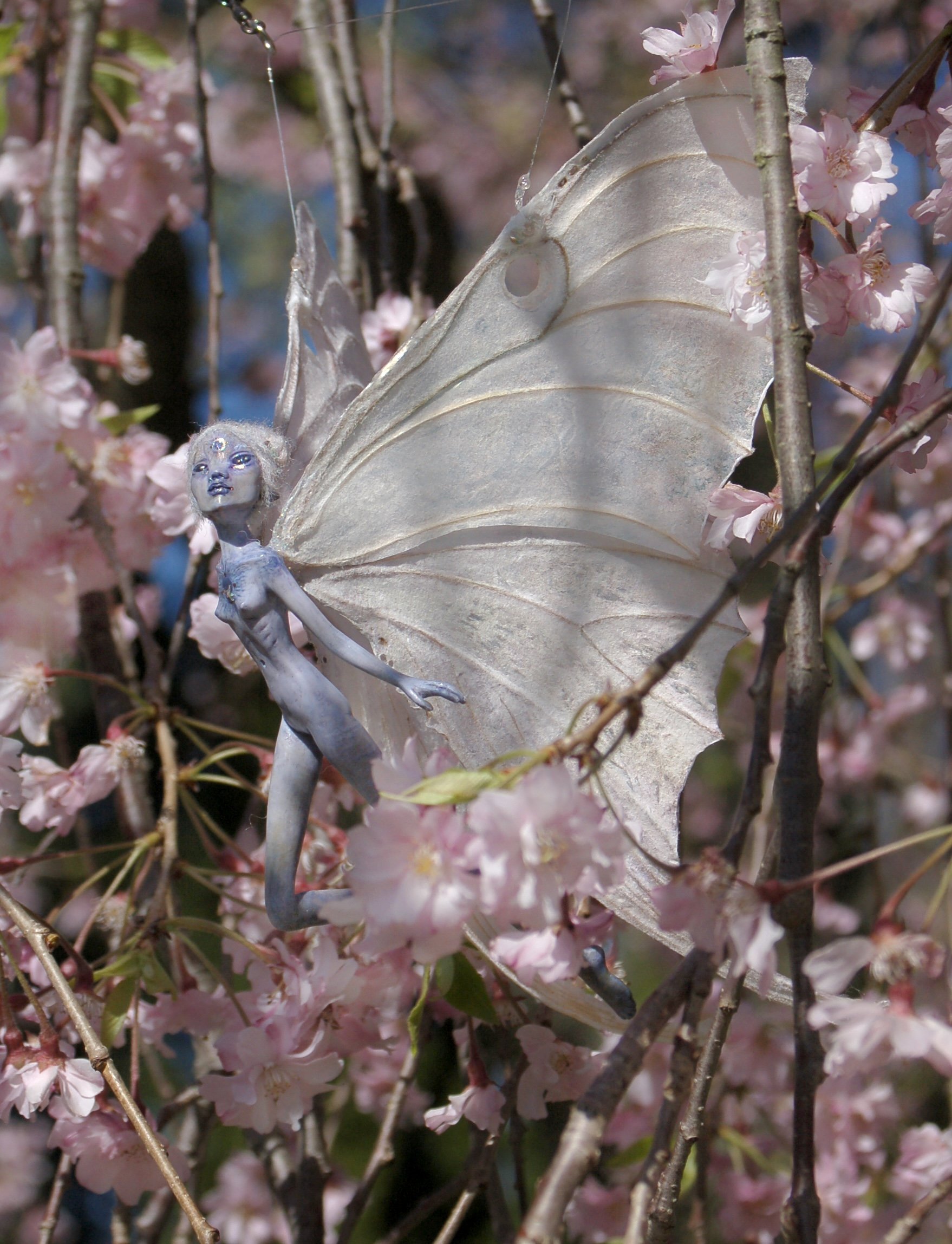 antumbra blossoms.jpeg