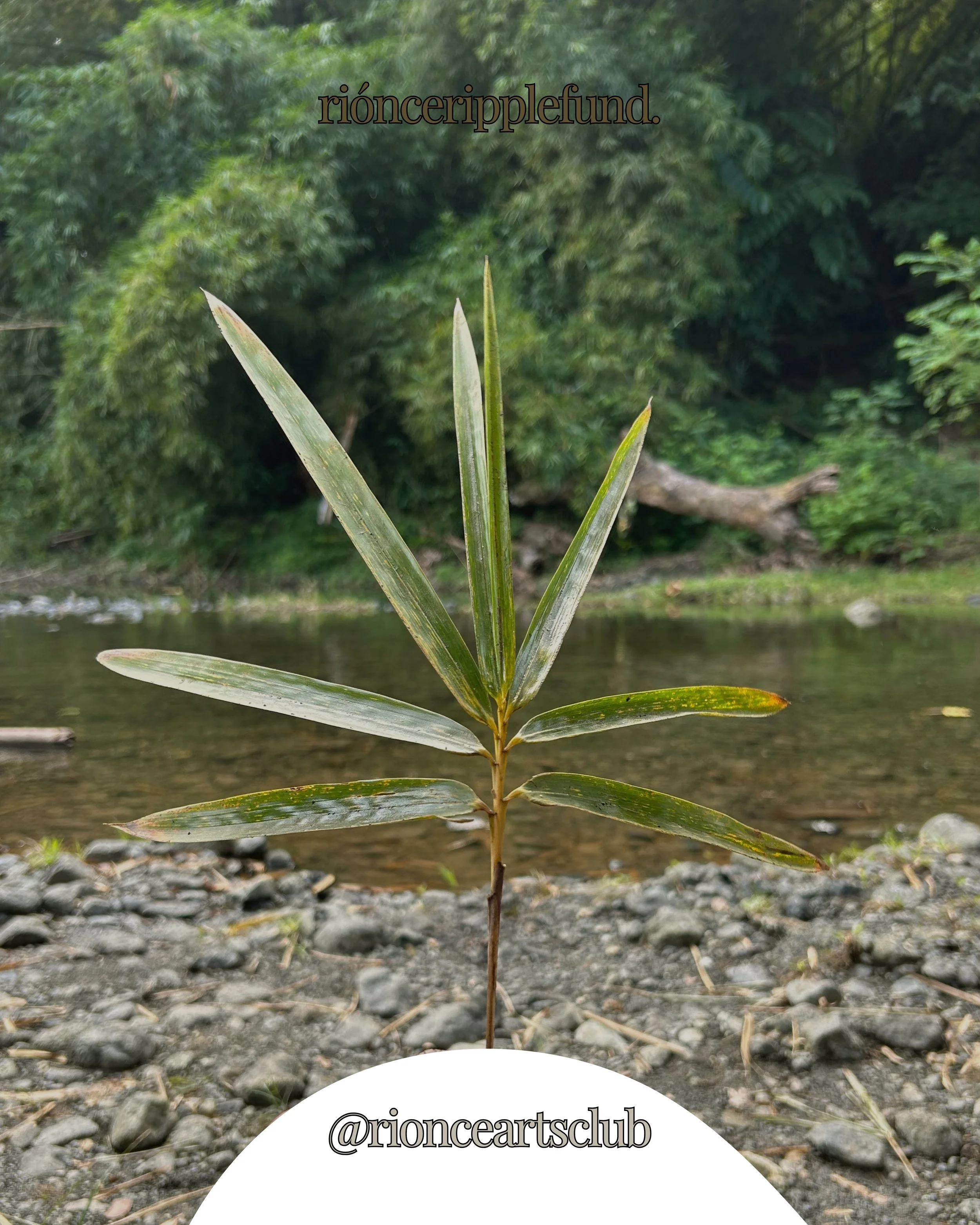 online ripple fund social posts.zip - 21.JPG