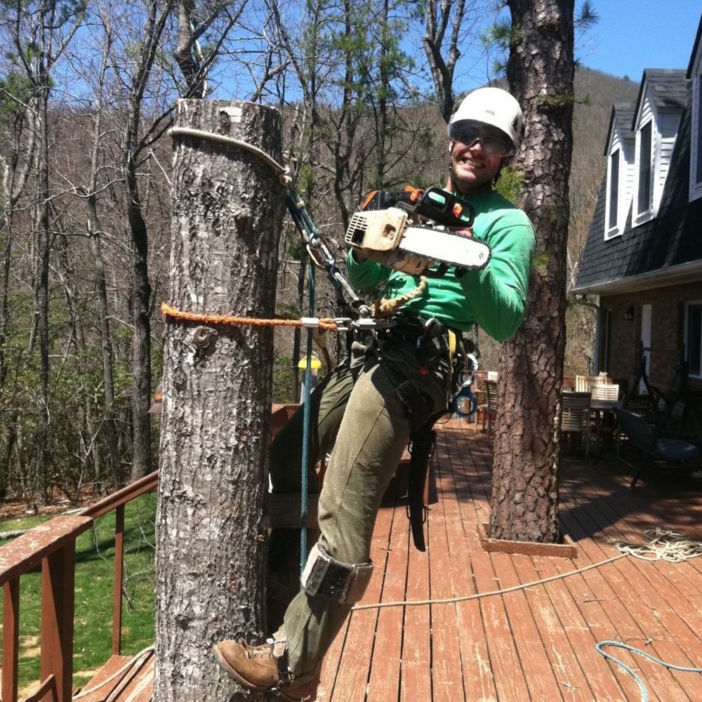 Tree Trimming Asheville, NC Tree Pruning Service Earthworks Tree
