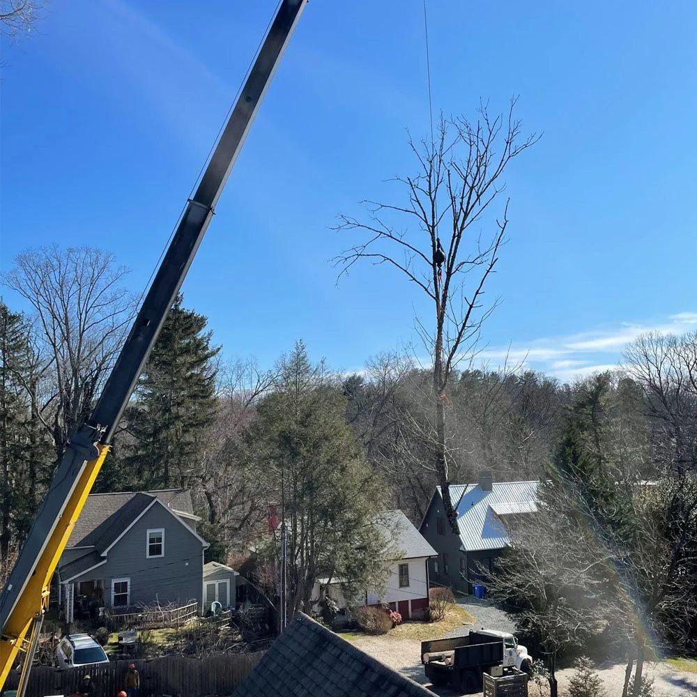 Local Tree Removal Services Asheville NC Residential & Commercial