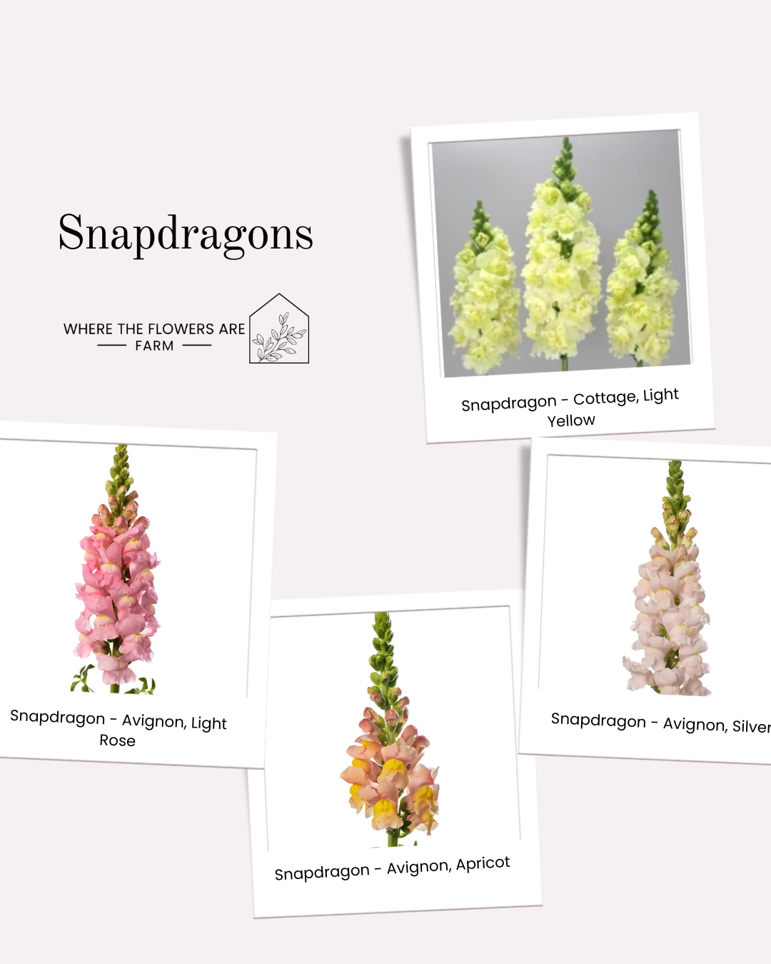 Flower Garden Plug Pack (3).png