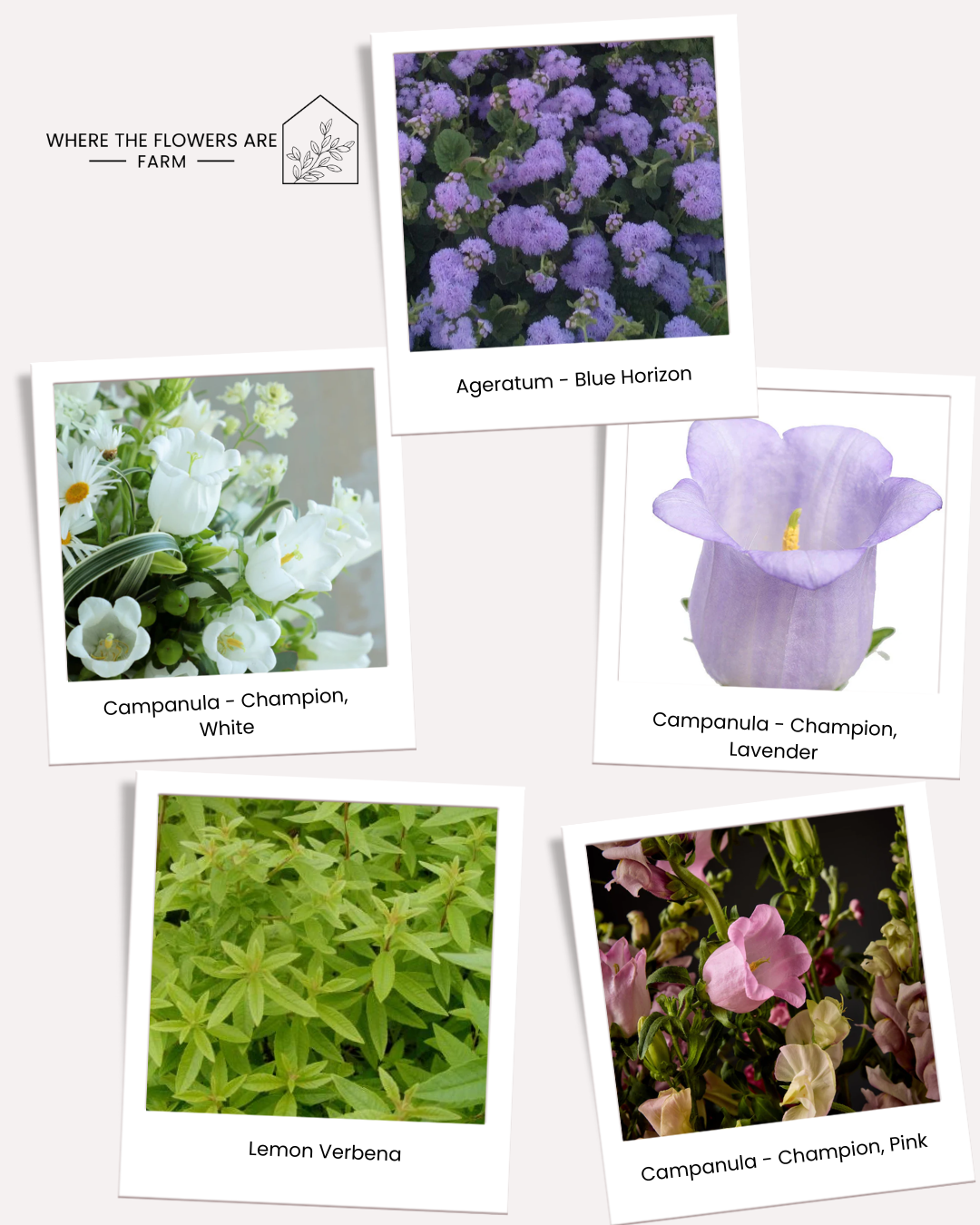 Flower Garden Plug Pack.png