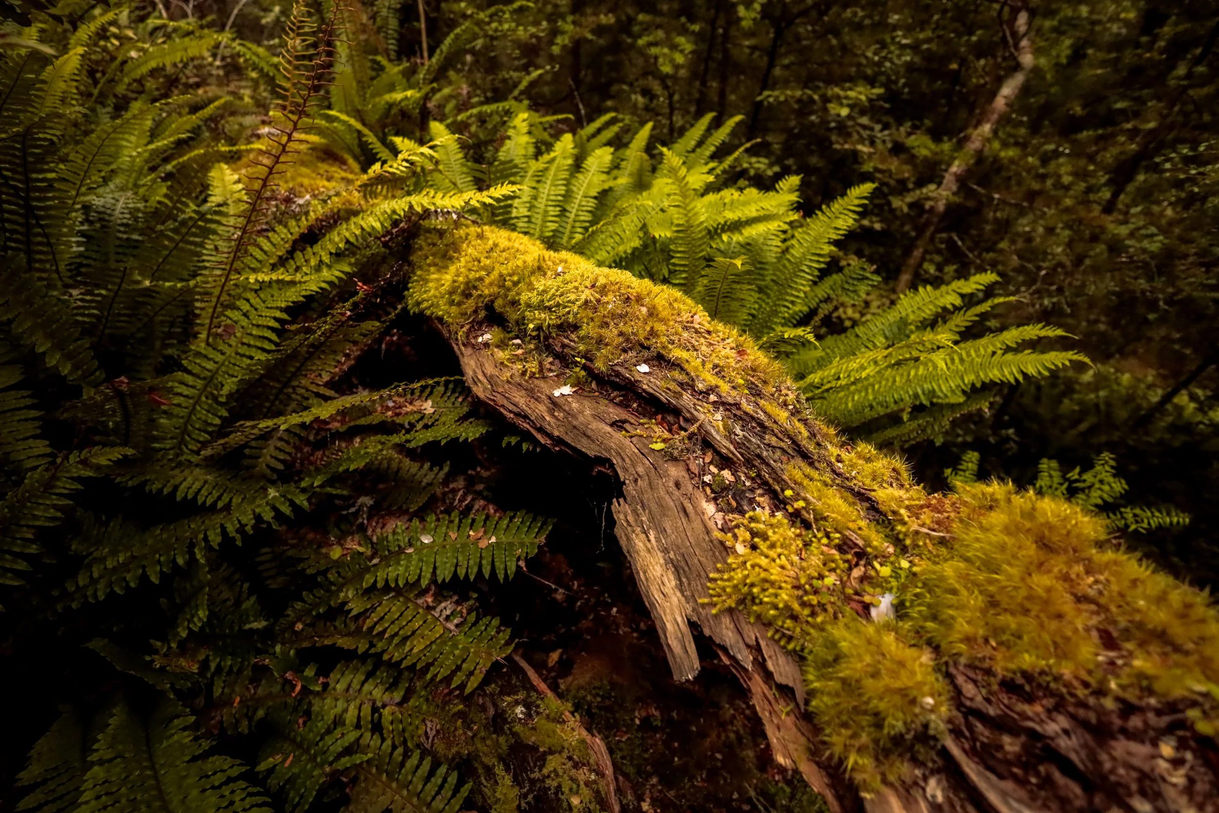 The Magnificent Chapter II The Catlins_@_guillermogutierrez (2).jpg