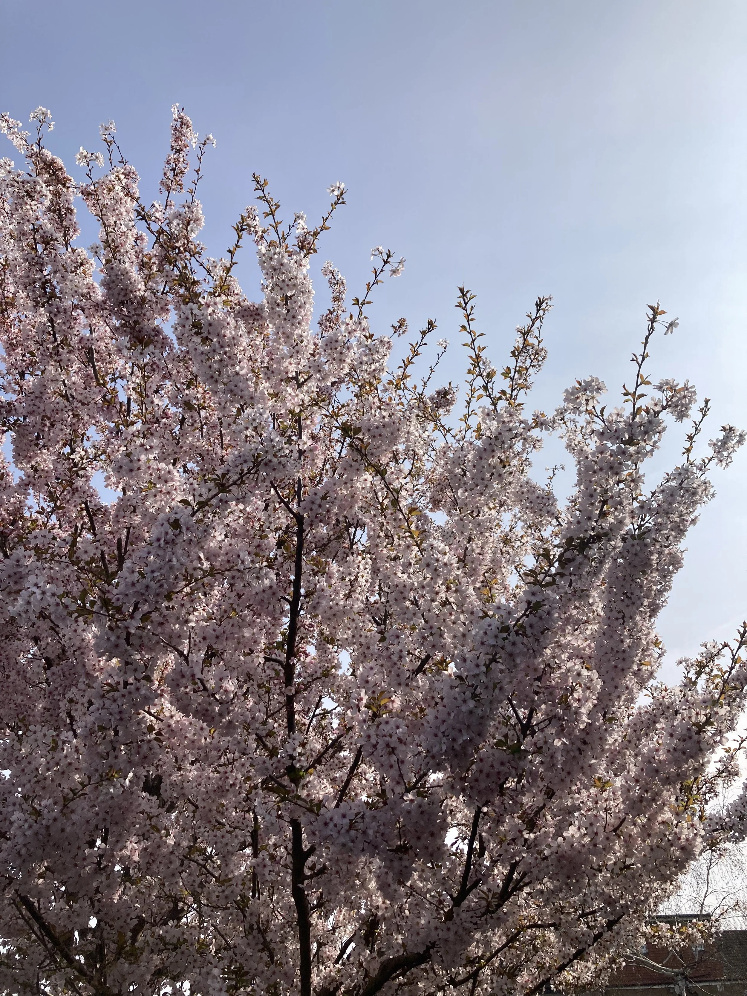 A picture of a tree in pink bloom with a blue sky