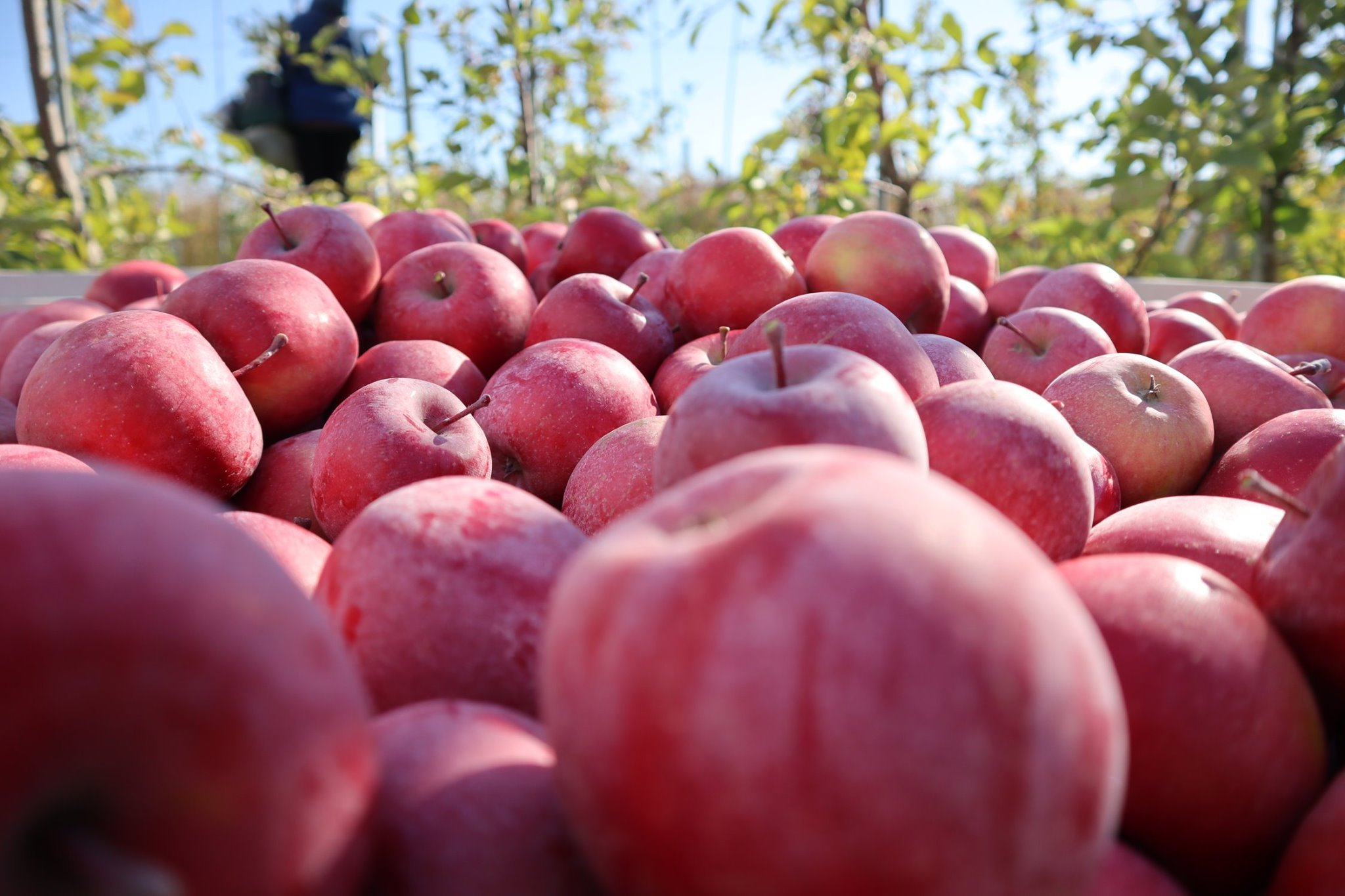 Organic Apples – 2 lb – Farm Fresh Carolinas