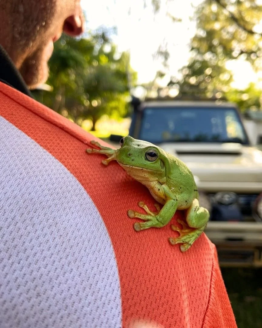 We're all about adventure, but also the friends and animals you meet along the way 🐸🧡

Did you know that Green Tree Frogs in the Kimberley can make their own 'sunscreen'🧴☀️

They secrete a waxy substance from their skin and wipe it all over their 