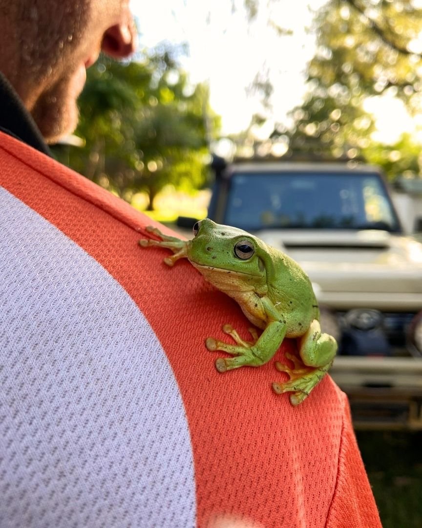 We're all about adventure, but also the friends and animals you meet along the way 🐸🧡

Did you know that Green Tree Frogs in the Kimberley can make their own 'sunscreen'🧴☀️

They secrete a waxy substance from their skin and wipe it all over their 