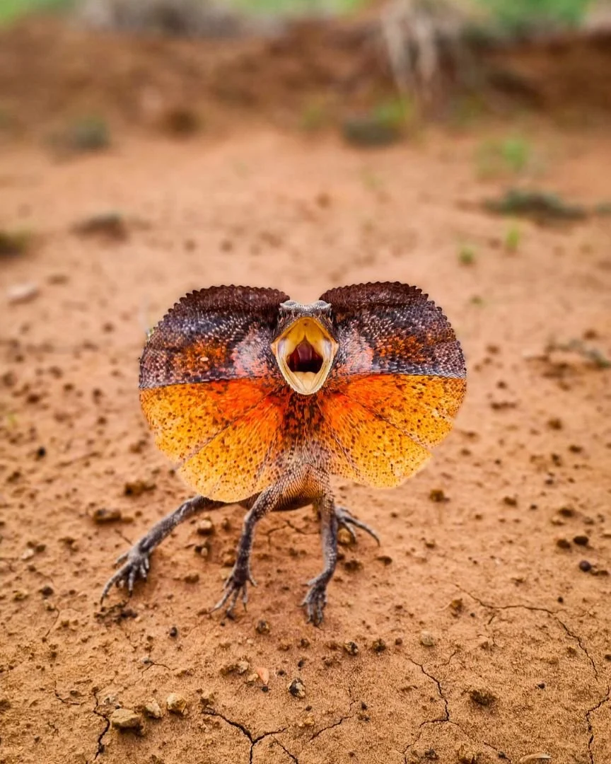 If you&rsquo;re chasing frills, you&rsquo;re in the right place 😉

Check out this amazing frilled neck lizard. Just a glimpse of some of the epic wildlife you will come across on your adventures here 🦎

#thekimberley #australia #australianreptiles 