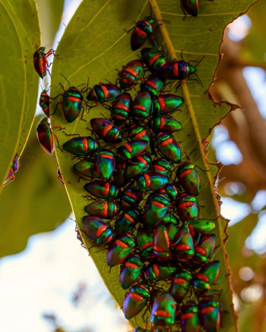 Natures own little gemstones✨

Did you know these beetles get their colour primarily from light, not pigment! 🪲

#MountHart #KimberleyWA #SeeAustralia #ExploreWA #AustralianWildlife #OutbackAustralia #NatureLovers #KimberleyMagic