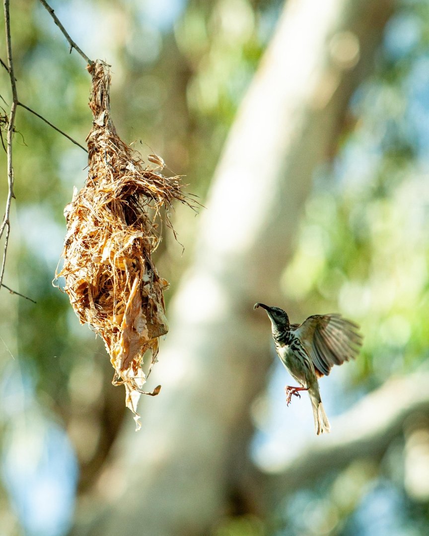 Mount Hart is a bird watchers dream! 🔭 

Check out this Honeyeater mid snack 👀

#mounthart #mounthartwildernesslodge #kimberleybirds #birdwatching #australianbirds #birdsofaustralia #kimberleywa #gibbriverroad #visitkimberley #westernaustralia #out