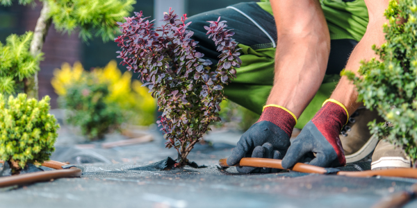 How Drip Irrigation Saves Water and Helps Your Garden Thrive in Sarasota