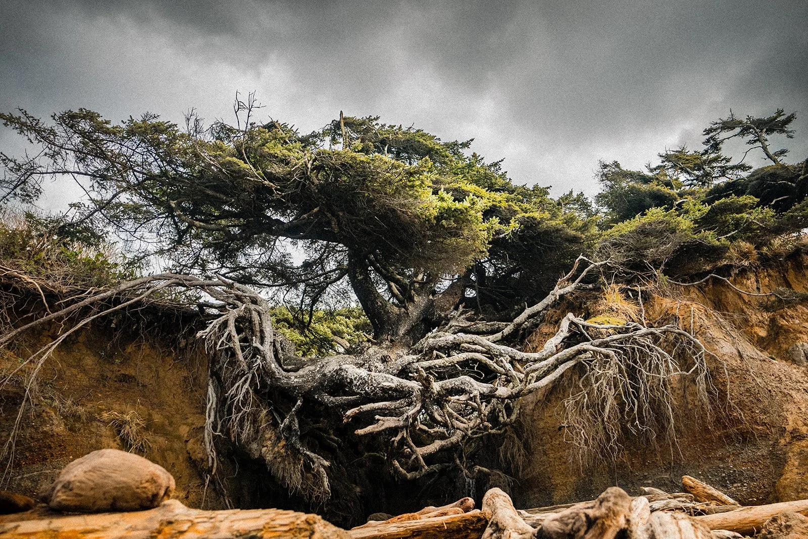 Tree Of Life Family Portraits