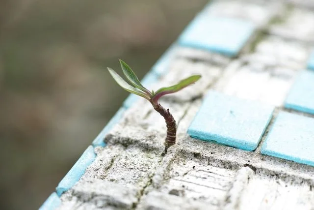 A small plant growing from cement representing treatment for depression in Asian Americans in Oregon and California.