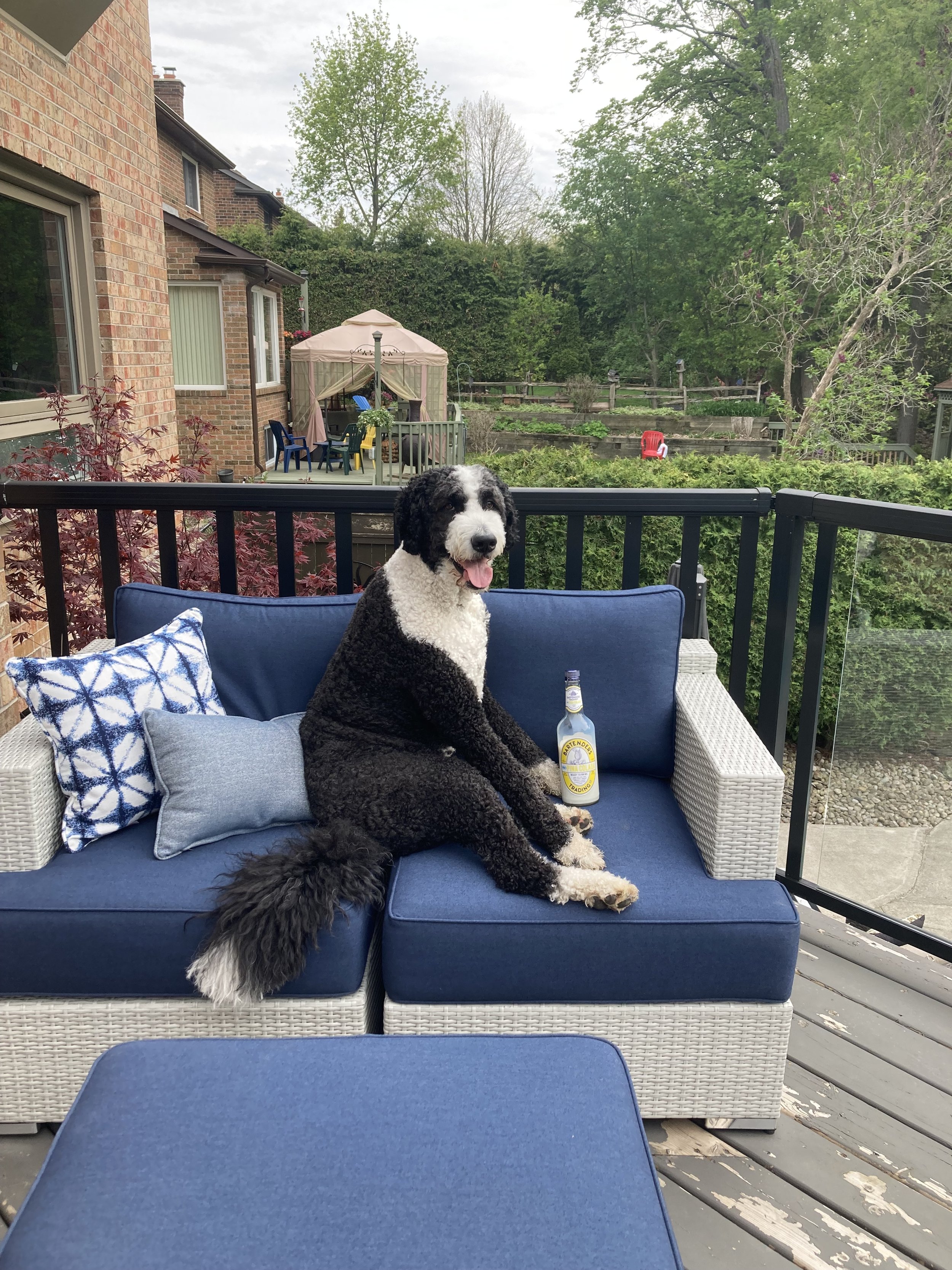 A black and white dog sitting on a blue outdoor sofa with two pillows and a bottle beside it, on a deck with a garden and patio furniture in the background.