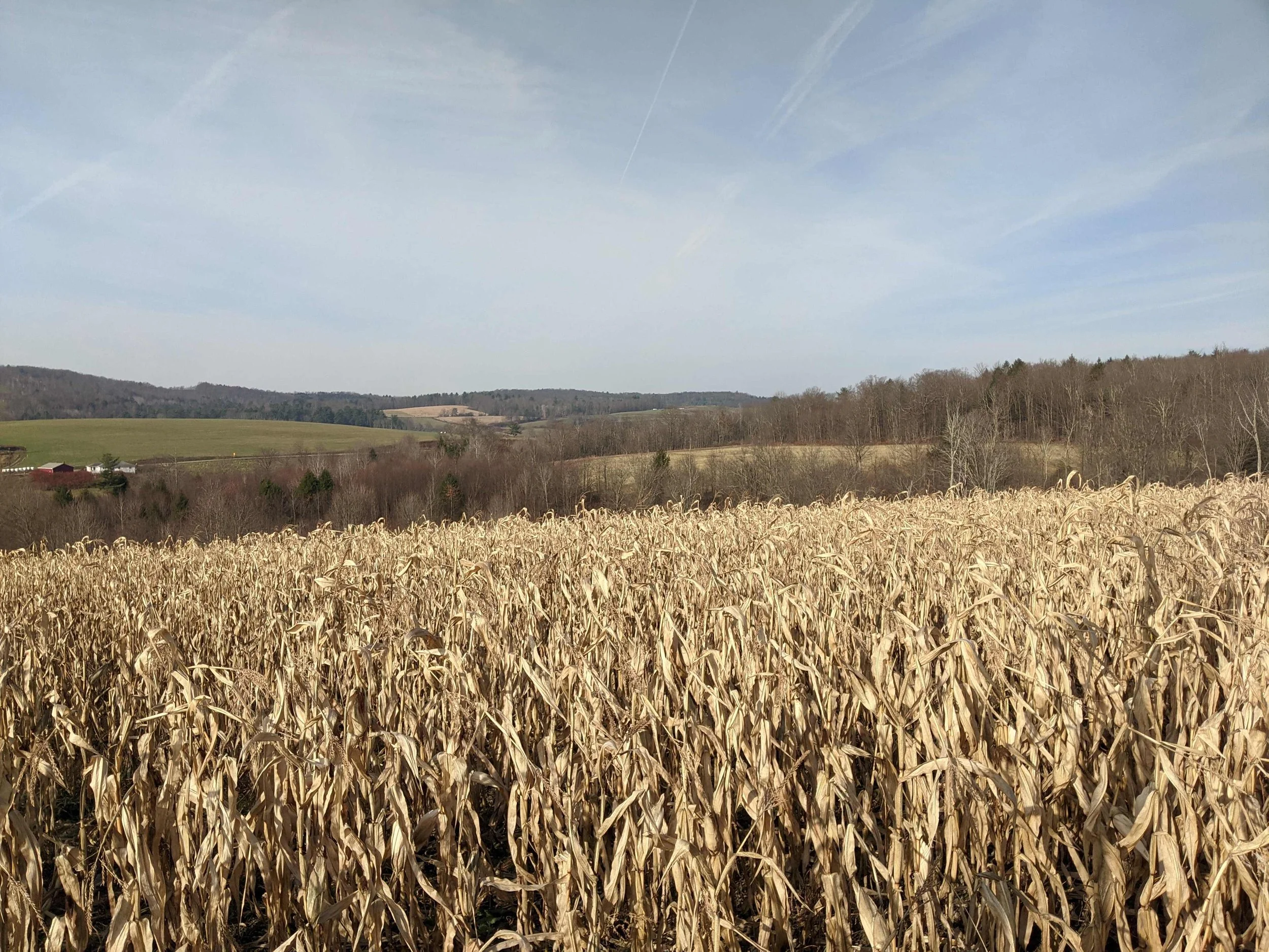 Cornfield Looking over Gaskill Road.jpg