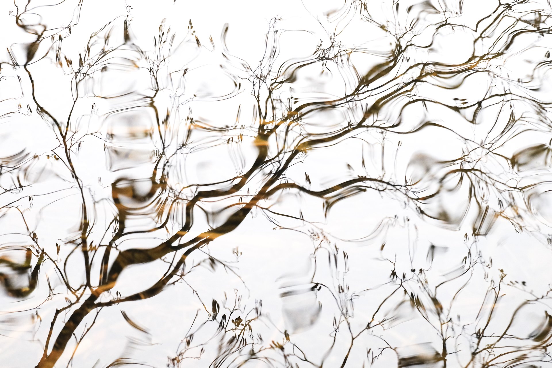Reflections of tree branches on water surface with ripples