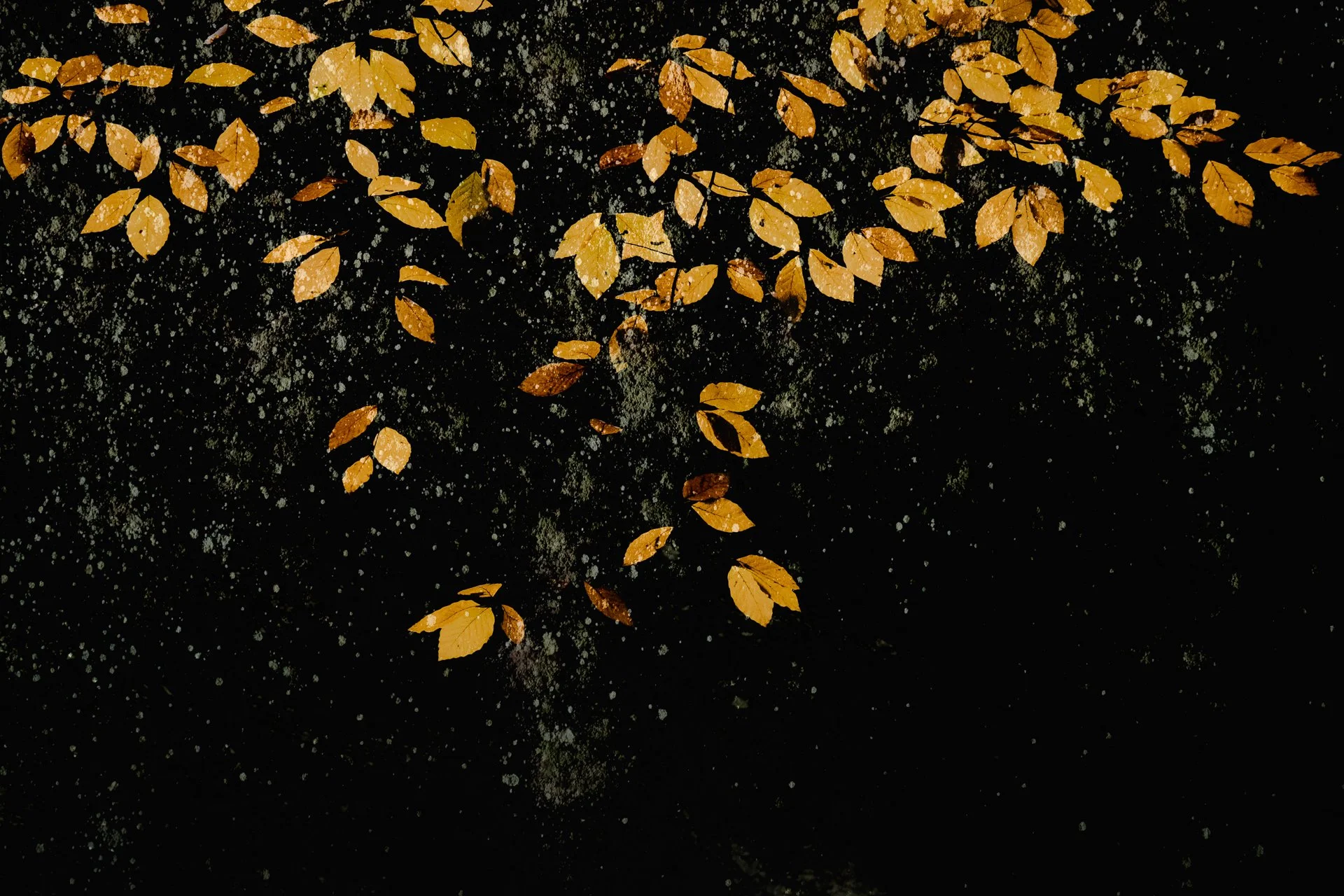 Fallen yellow leaves scattered on a dark, mossy ground.