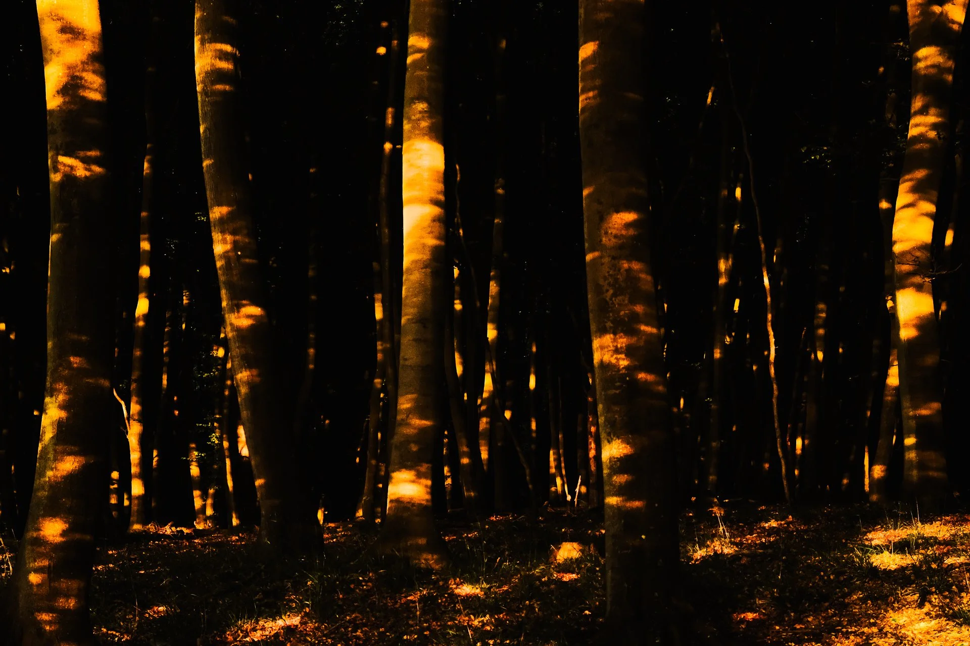 A dark forest with tall trees illuminated by golden light, creating a mysterious and enchanting atmosphere.