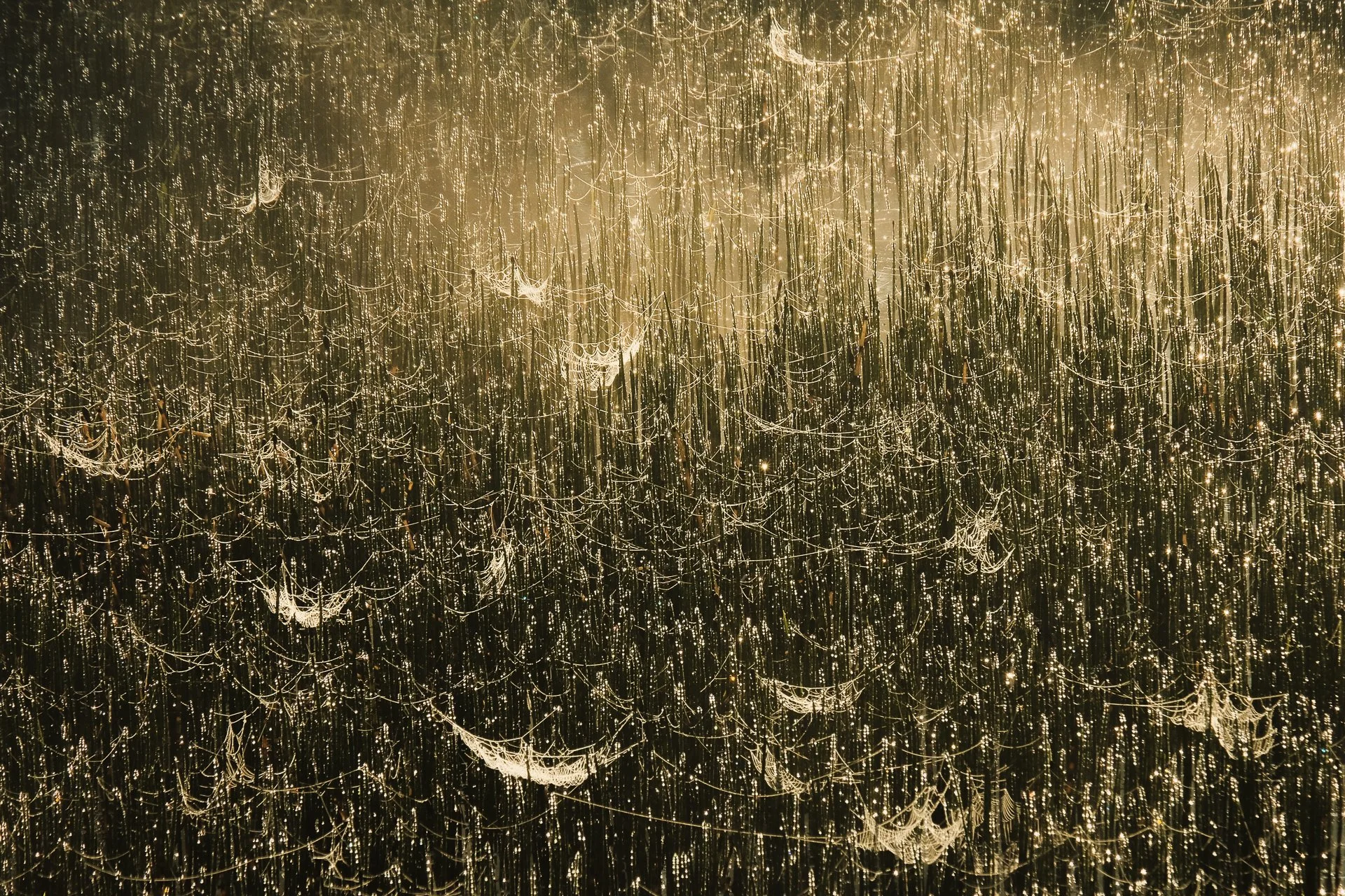 Close-up of dew-covered spider webs in a field at sunrise.