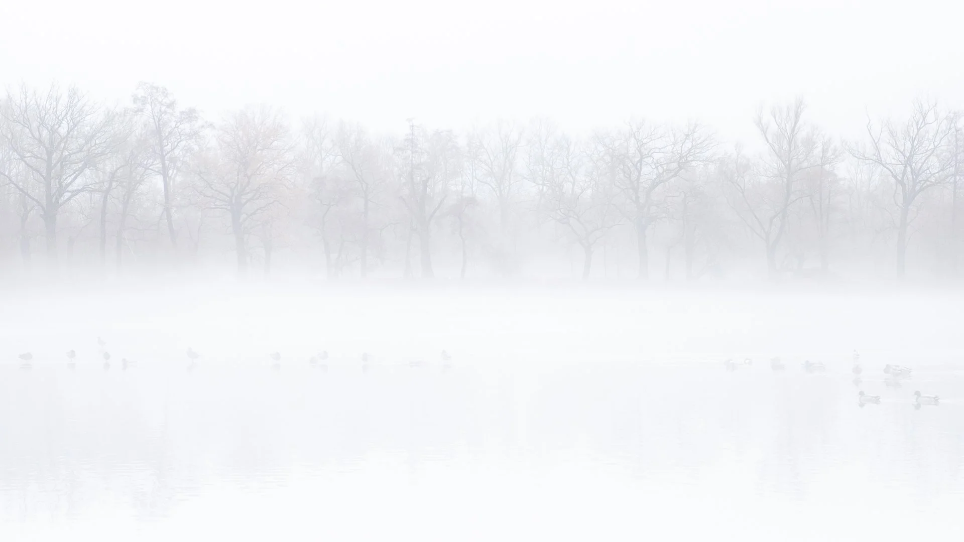 A foggy scene of a lake with ducks swimming, and trees in the background shrouded in mist.