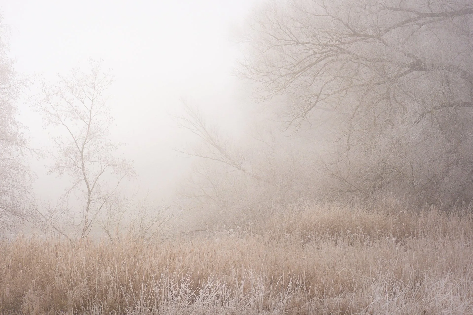 Frost-covered grass and trees in a foggy, winter landscape