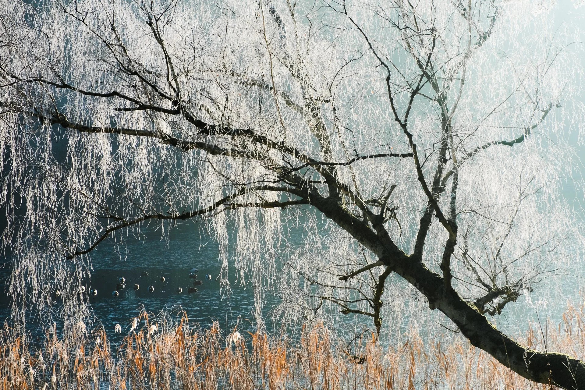 A winter scene with frosted trees over a lake, ducks swimming in the water, and dry grass in the foreground.