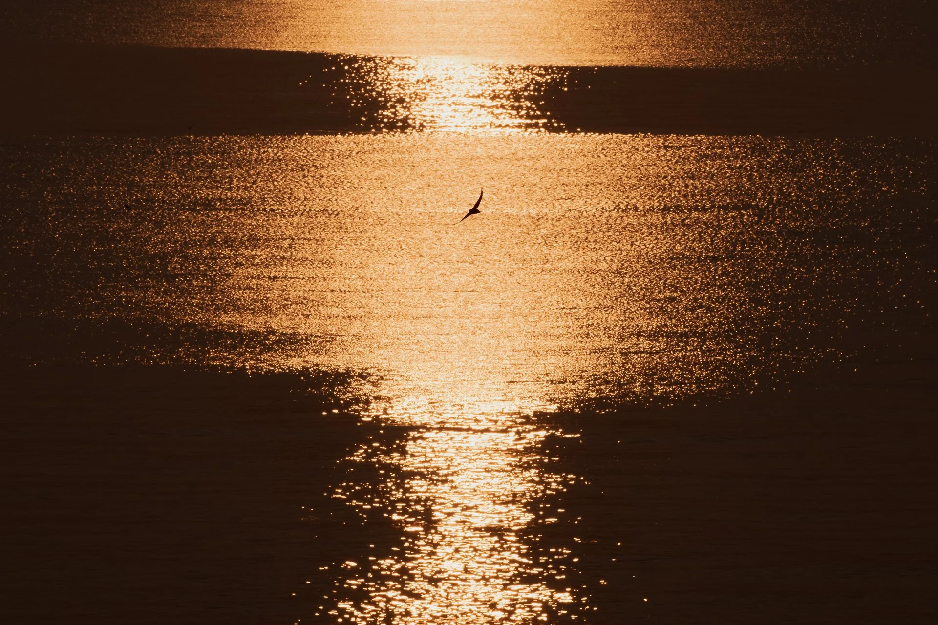 Sunset over a body of water with sunlight creating reflections on the surface and a bird flying.