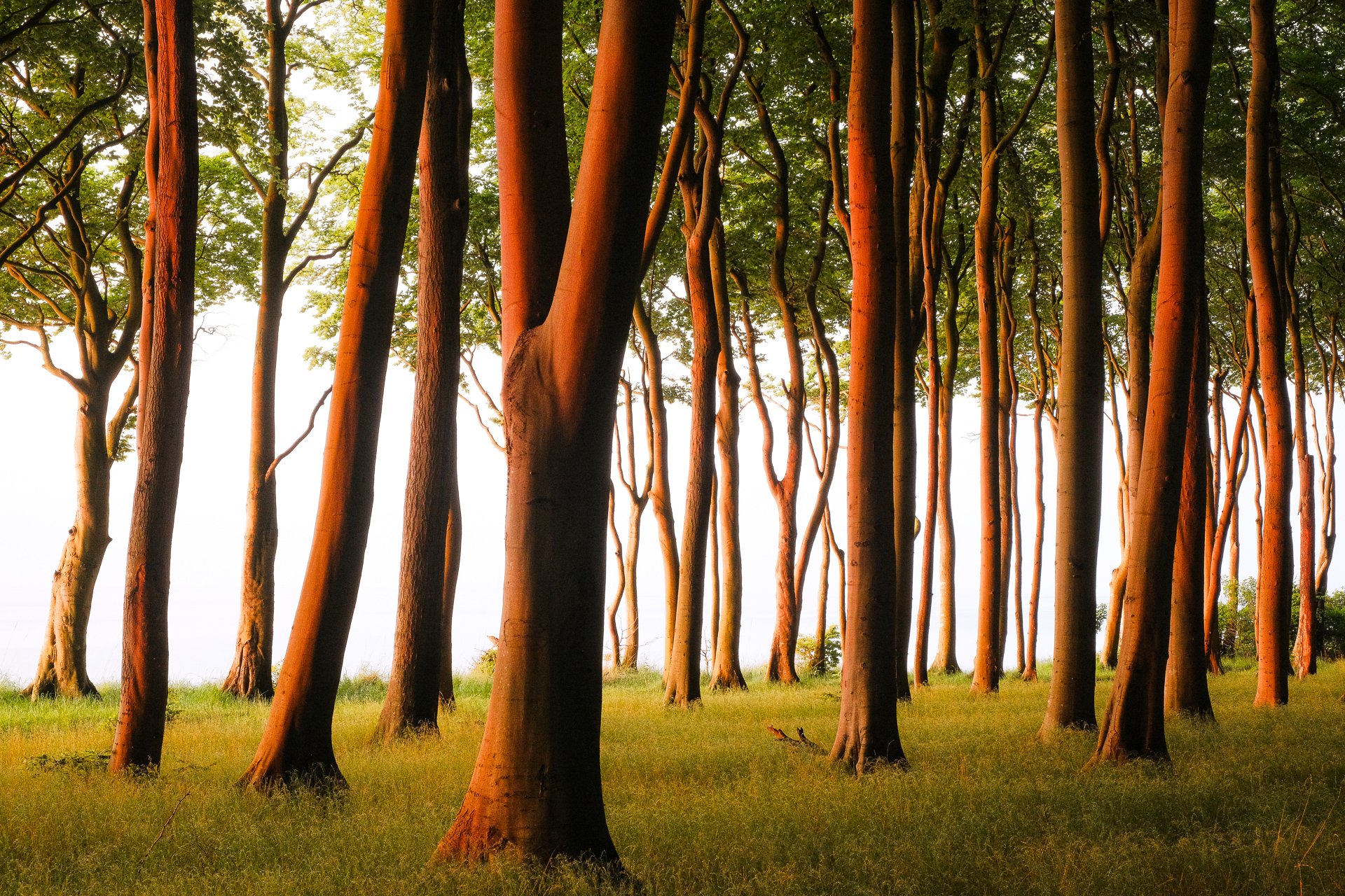 Sunlight shining through a dense forest of tall, slender trees with green foliage and a grassy forest floor.