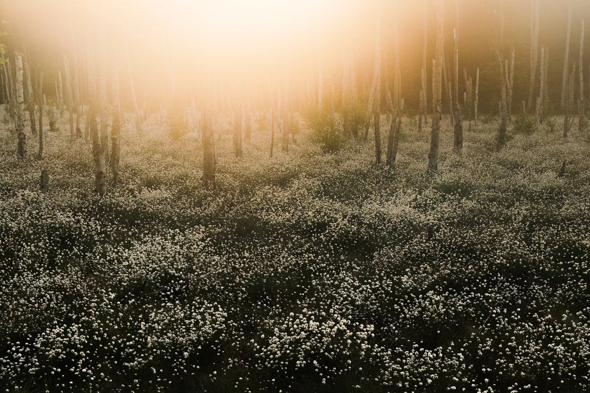 Sunlight shining over a forest of tall, thin trees with a field of white flowers or plants on the ground.