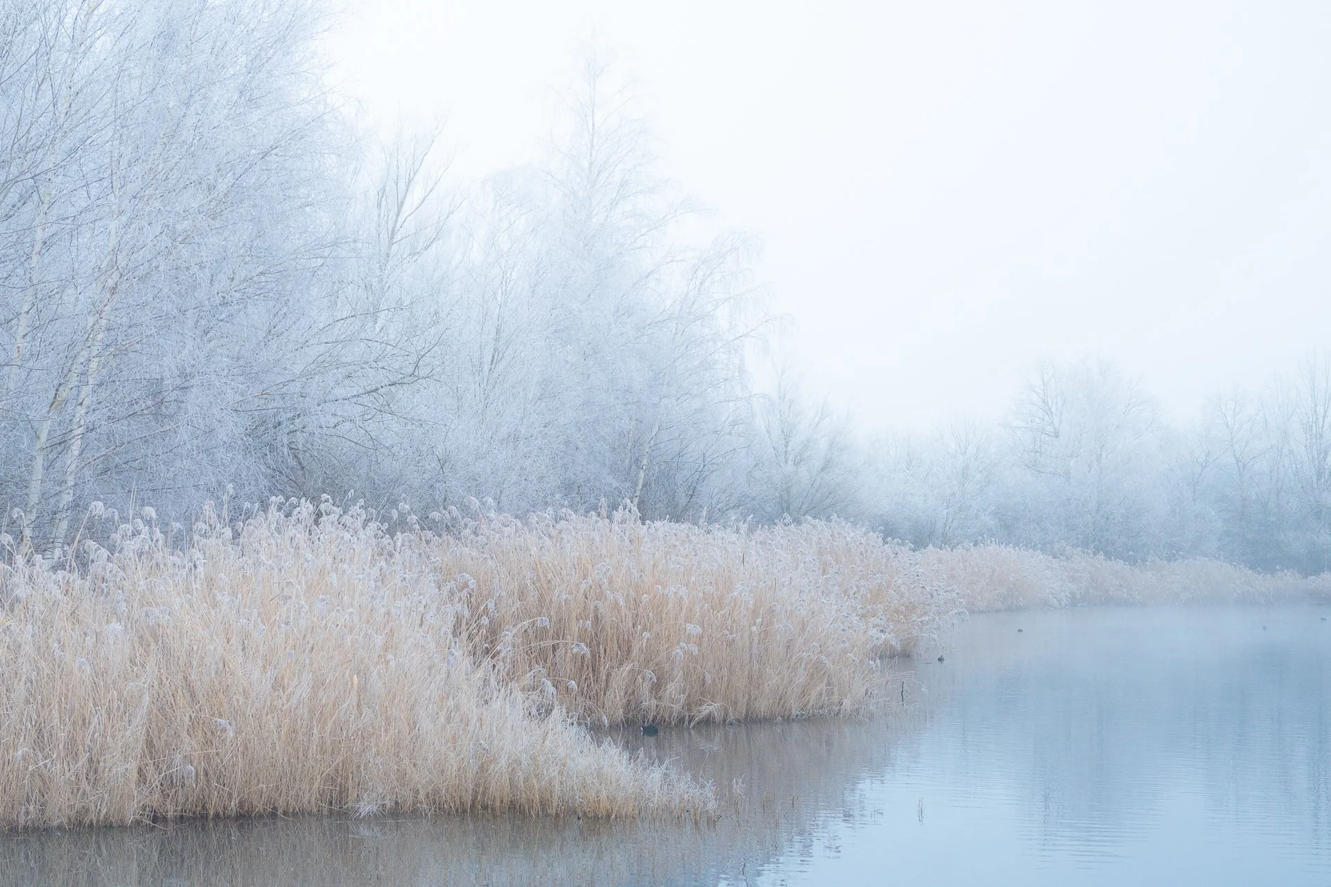 Frost-covered reeds and trees along a calm river, with foggy, wintery atmosphere.