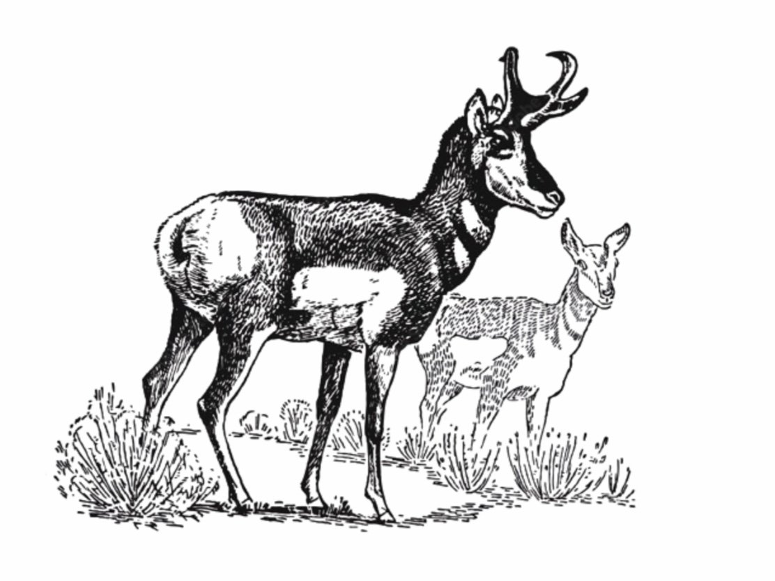 PronghornDeer.jpg