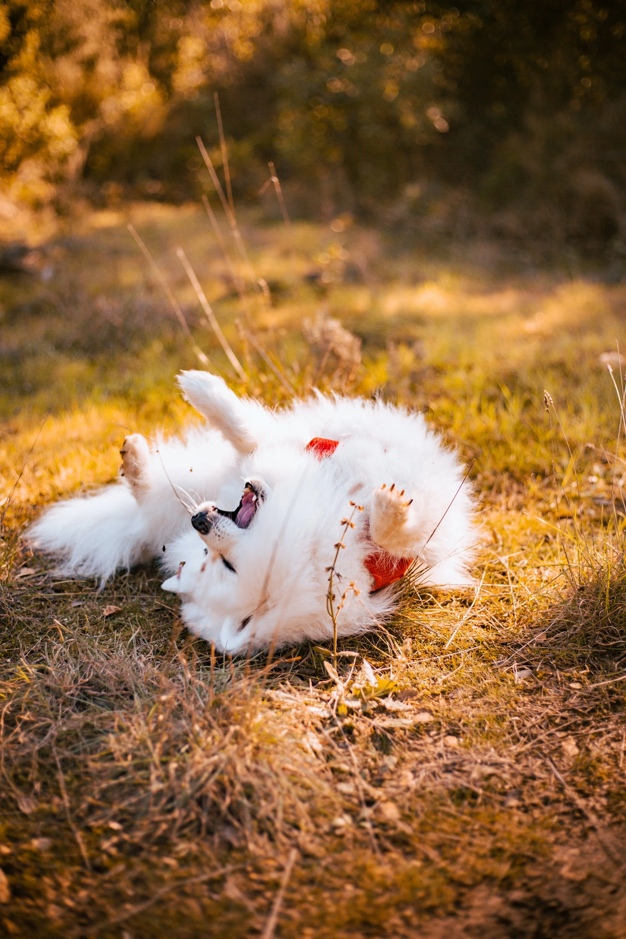 Fluffy white dog rolling around in clean grass. They are happy because Paws Off scooped all their poop and now they have a clean yard!