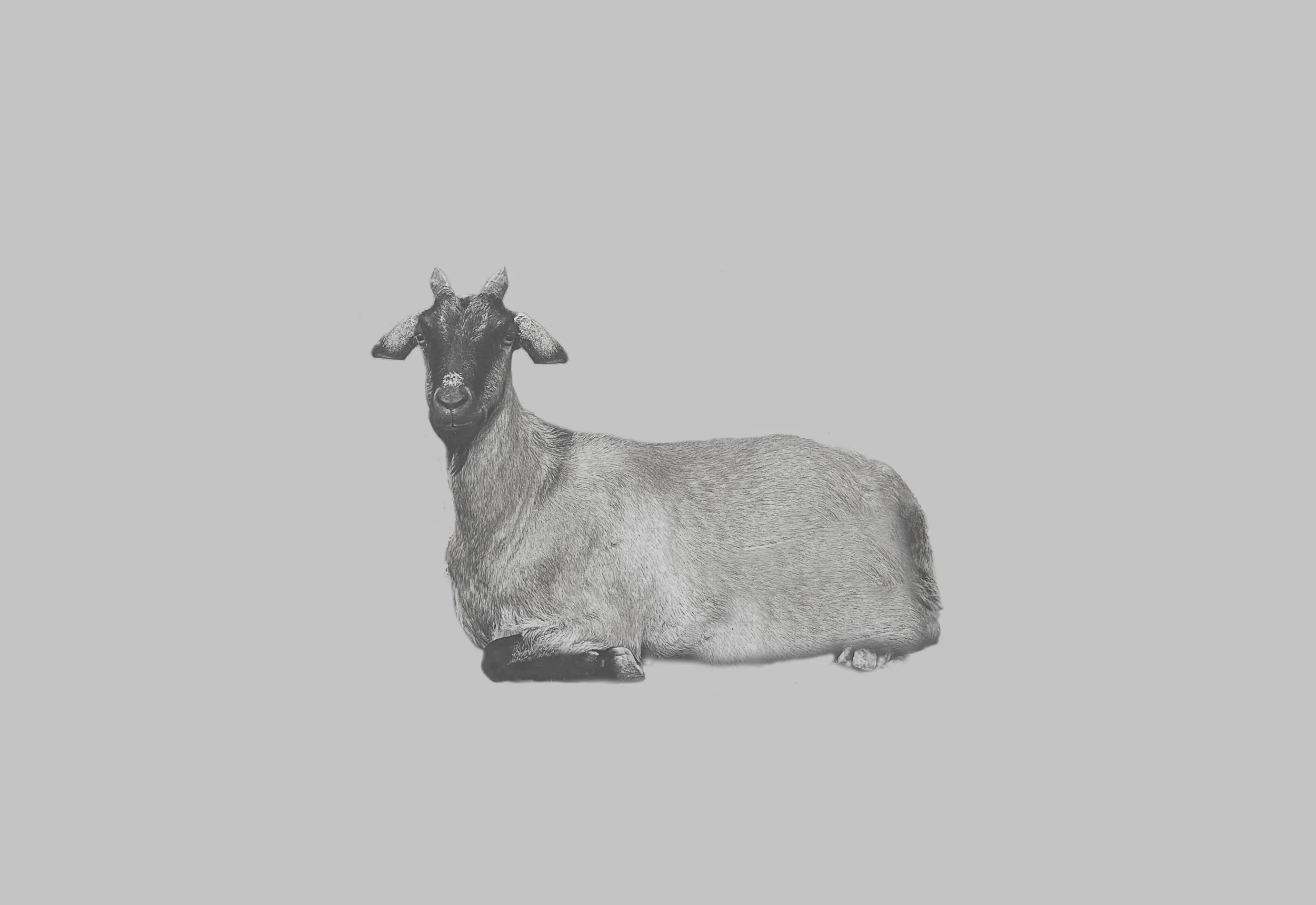 GOAT3.jpg