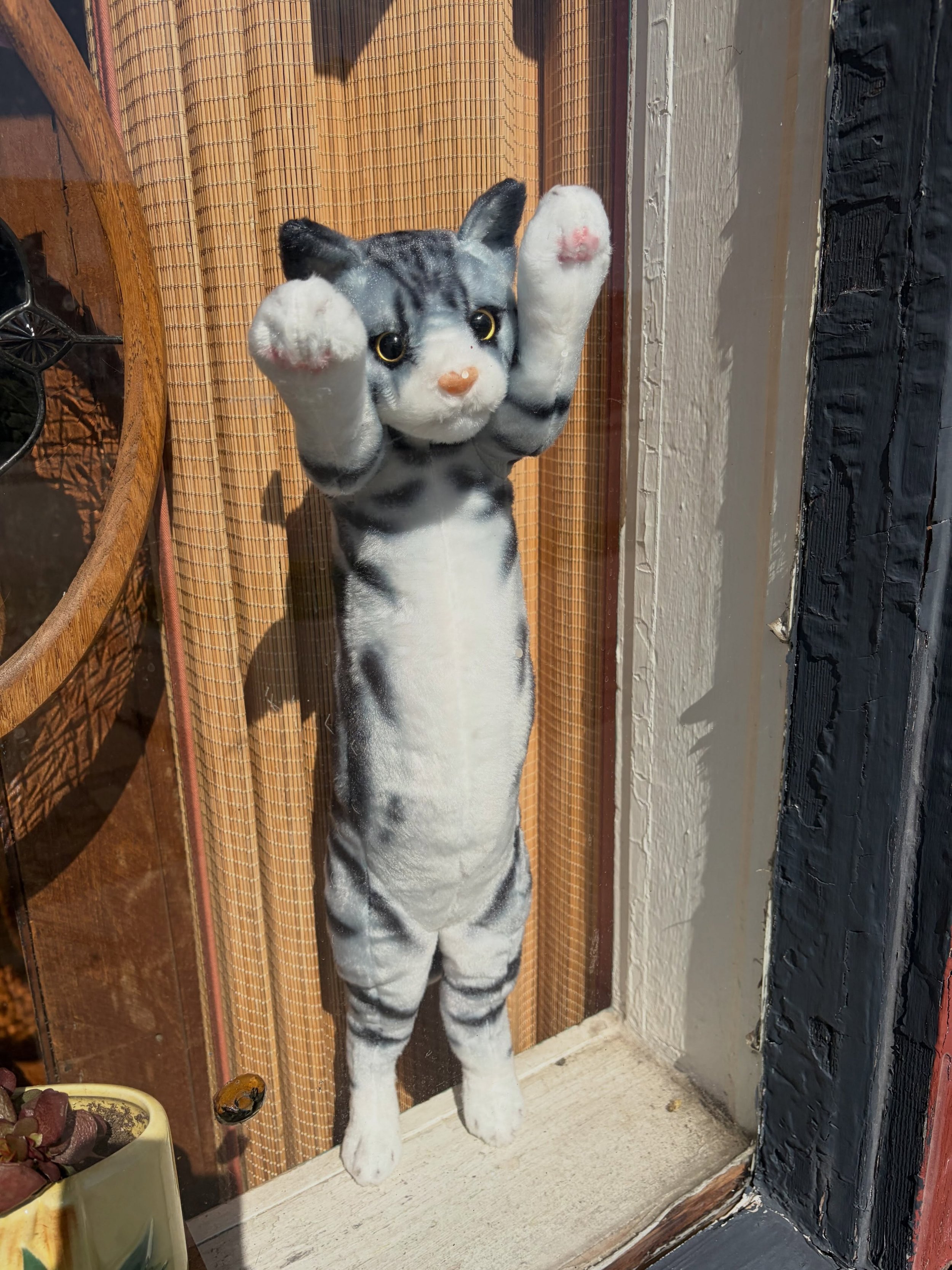 Meet Kibbles the new shop cat, isn&rsquo;t she cute 😀