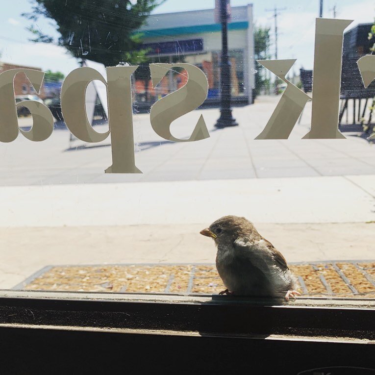 We couldn't help but smile yesterday as this cute little guy attempted to fly into the office! He wouldn&rsquo;t give up and camped out on our front door for awhile. Seems like even the local wildlife know there&rsquo;s something magical in here. ✨ ?