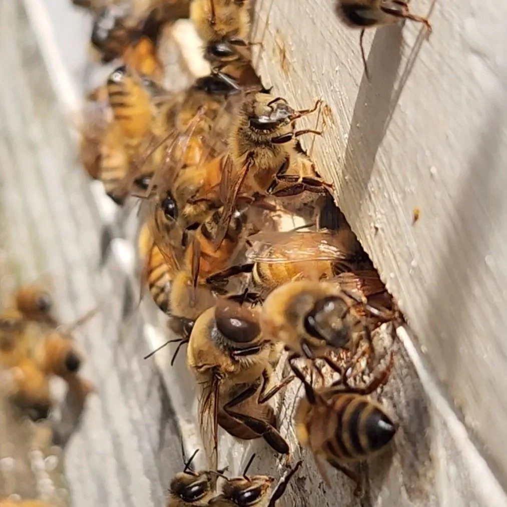 Backyard Beekeeping Ballarat — Central Highlands Growers & Producers Hub