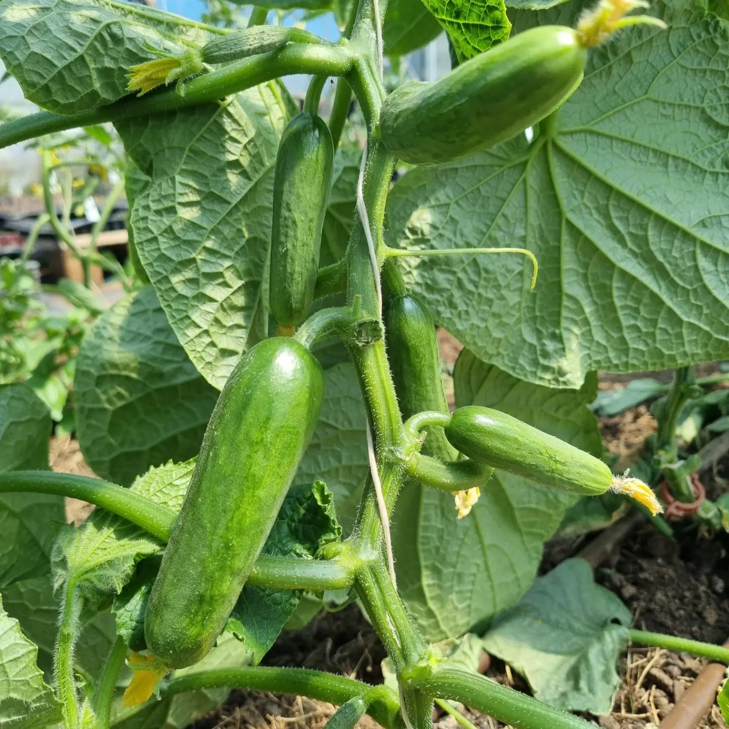 Lebanese cukes.jpeg