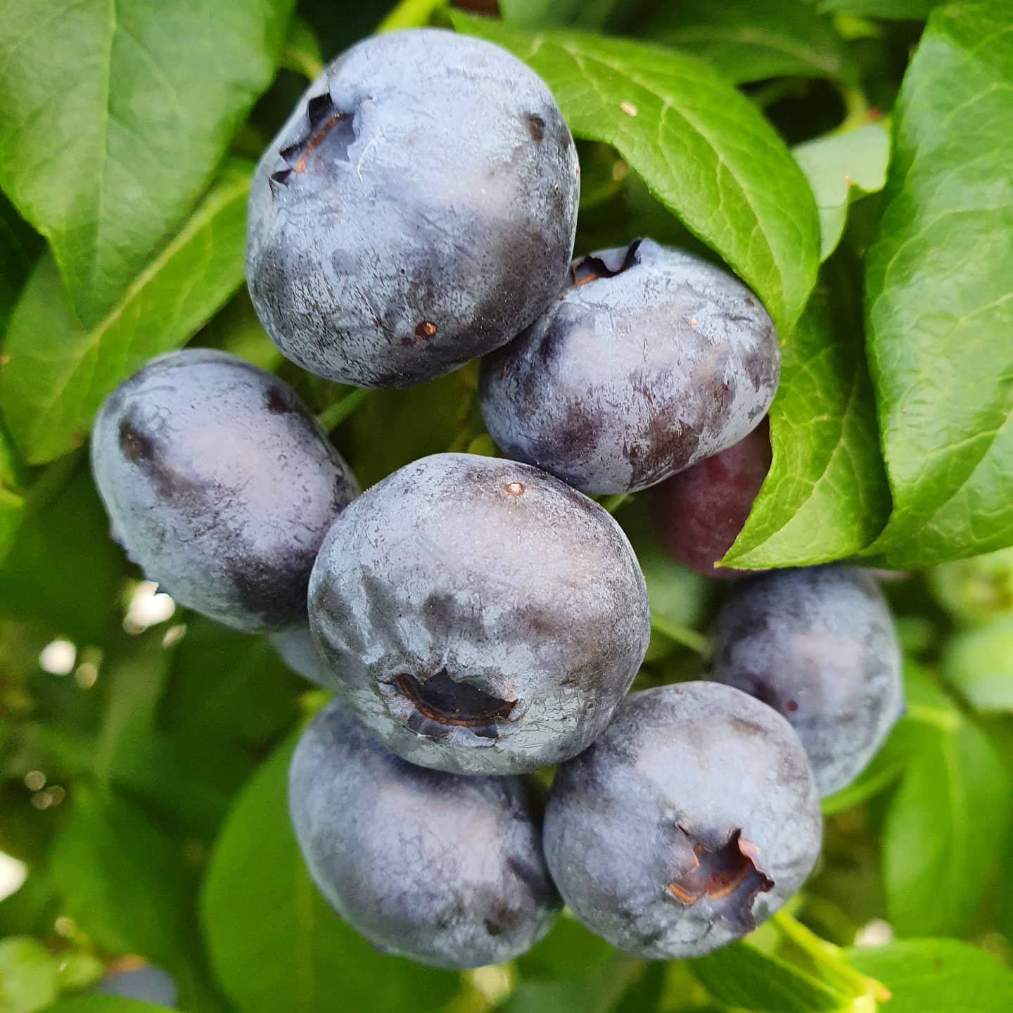 blueberries 1.jpg