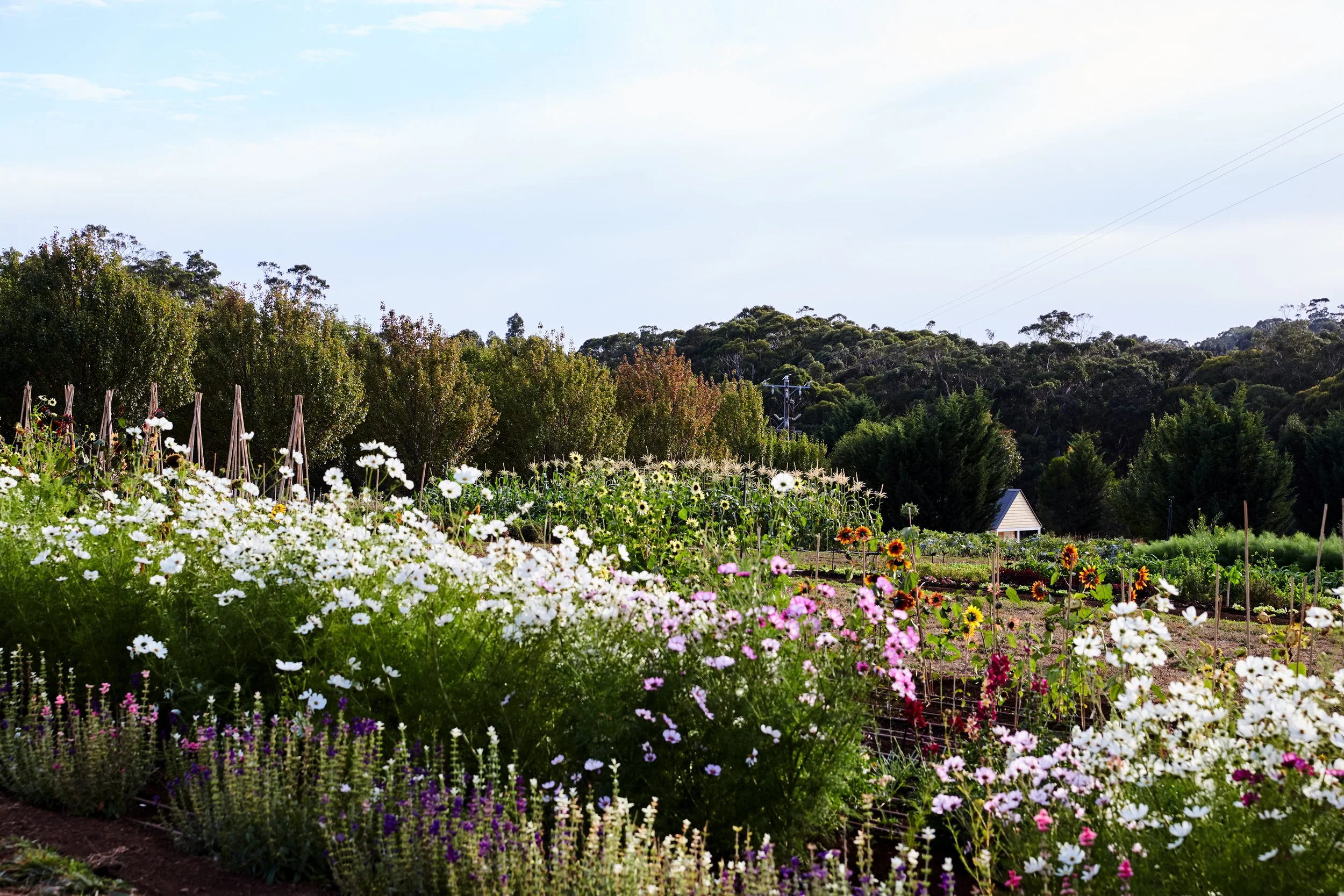 Delicious_Lakehouse Farm_0003.jpg