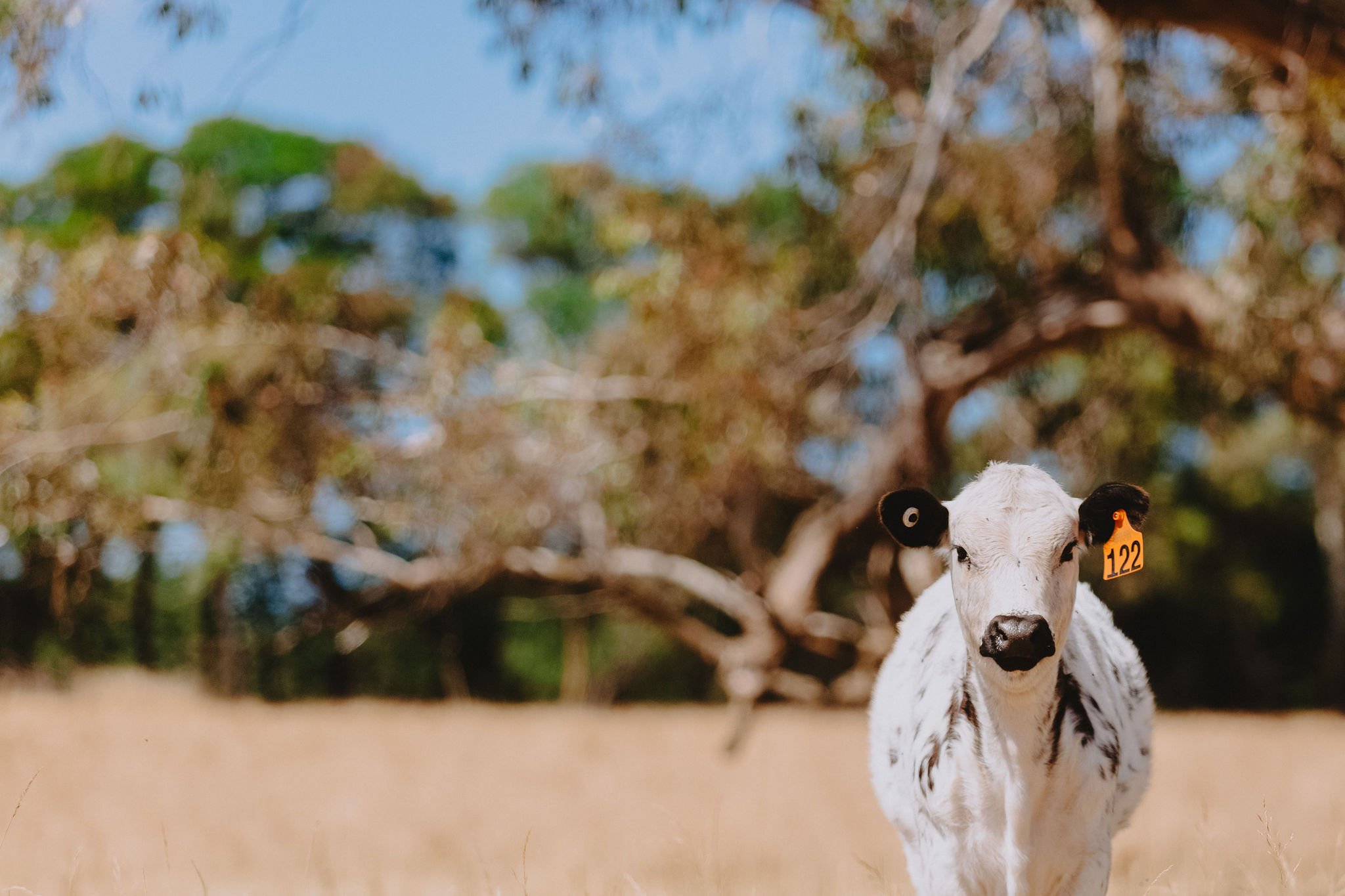 Regenerative Farm Walk &amp; Lunch with Your Local Producers