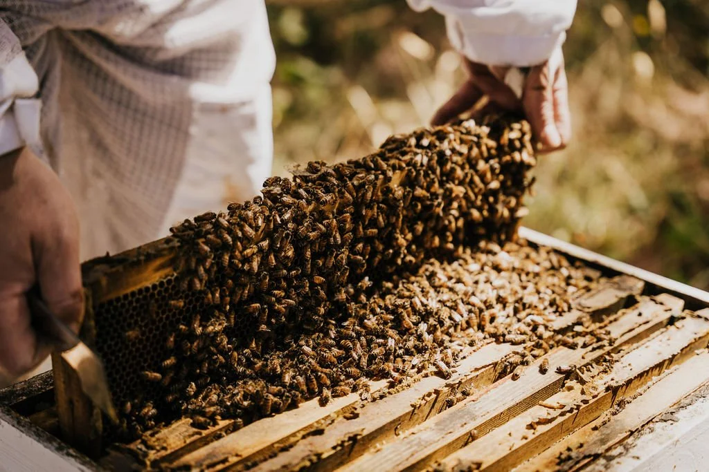 Introduction to Beekeeping