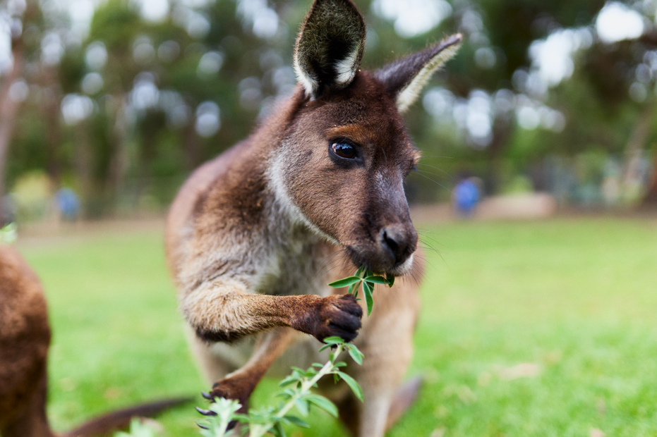February Biznet: Wake Up With the Animals!