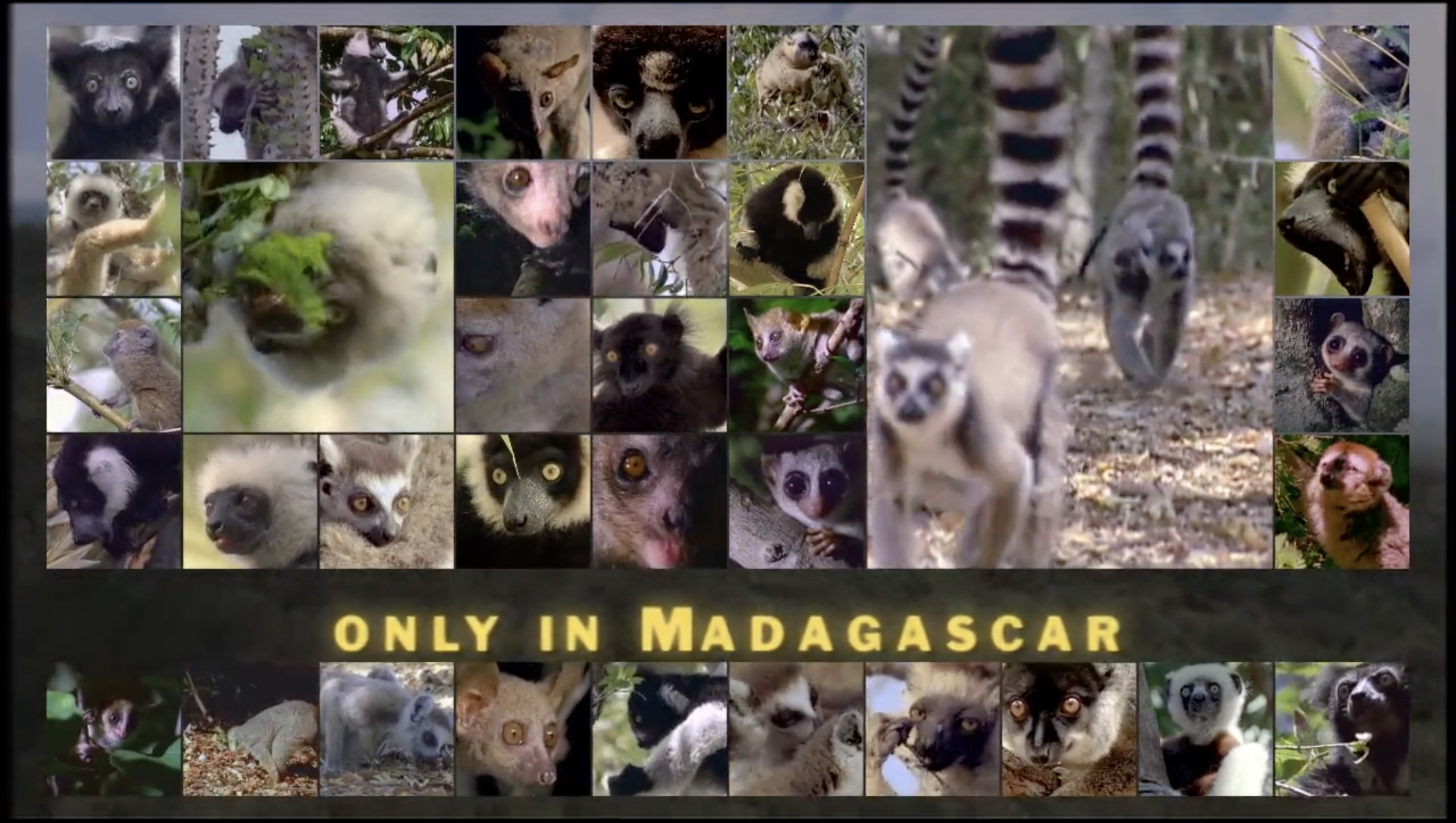 Only in Madagascar