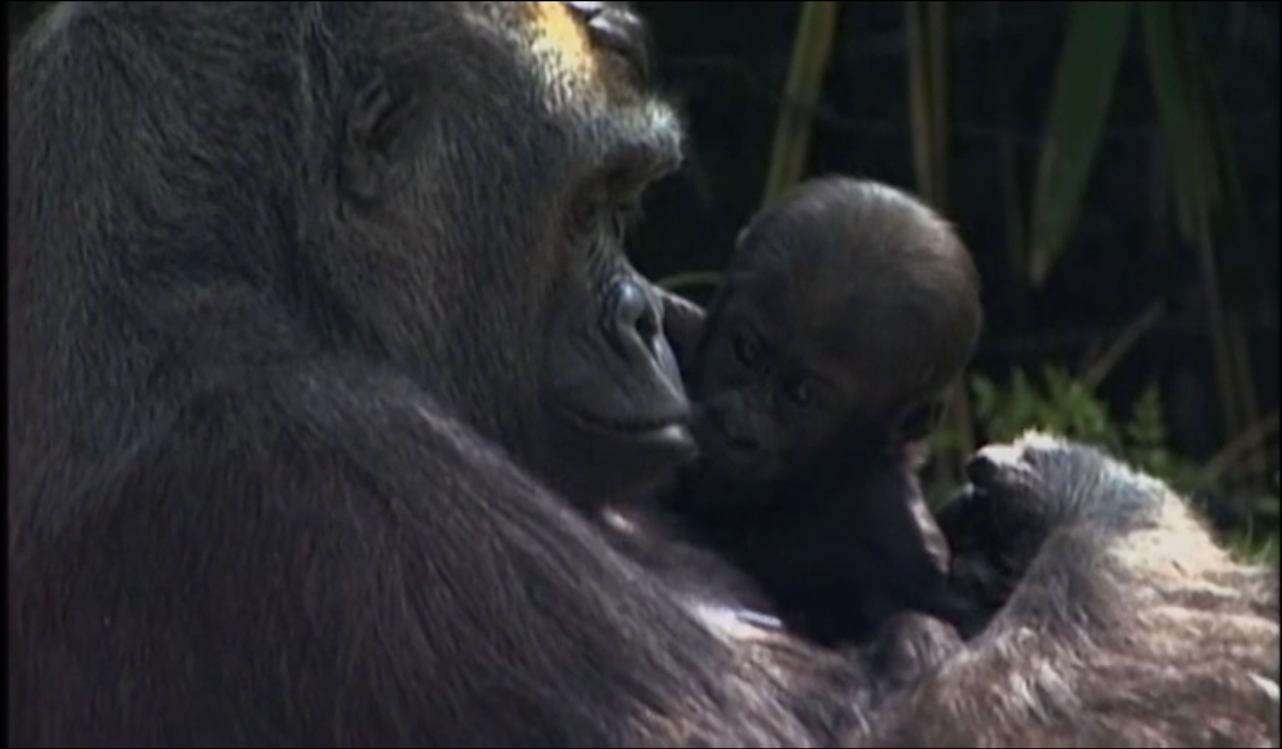 Wildlife Conservation Society: Hearts & Minds