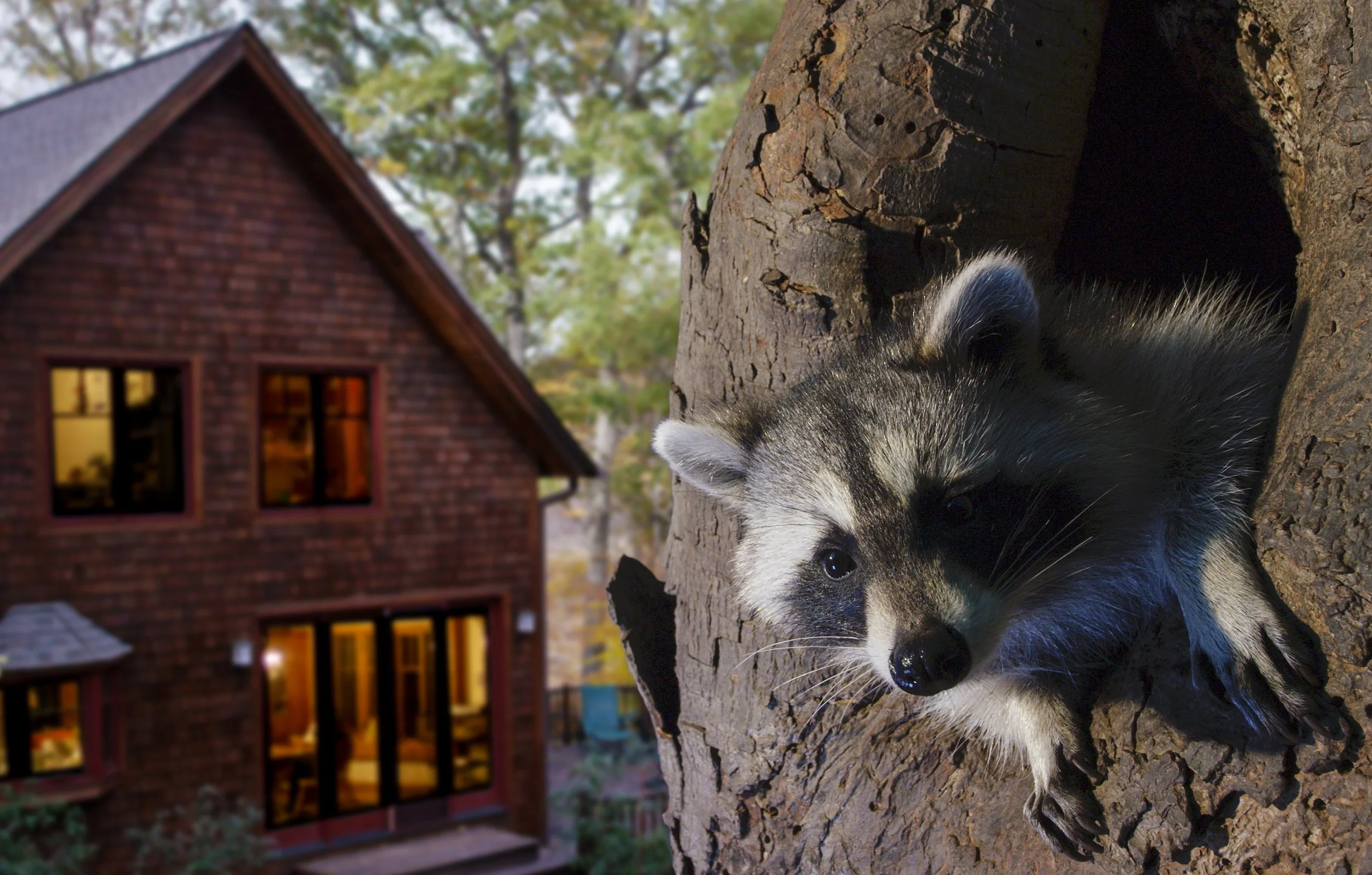 Backyard Wilderness
