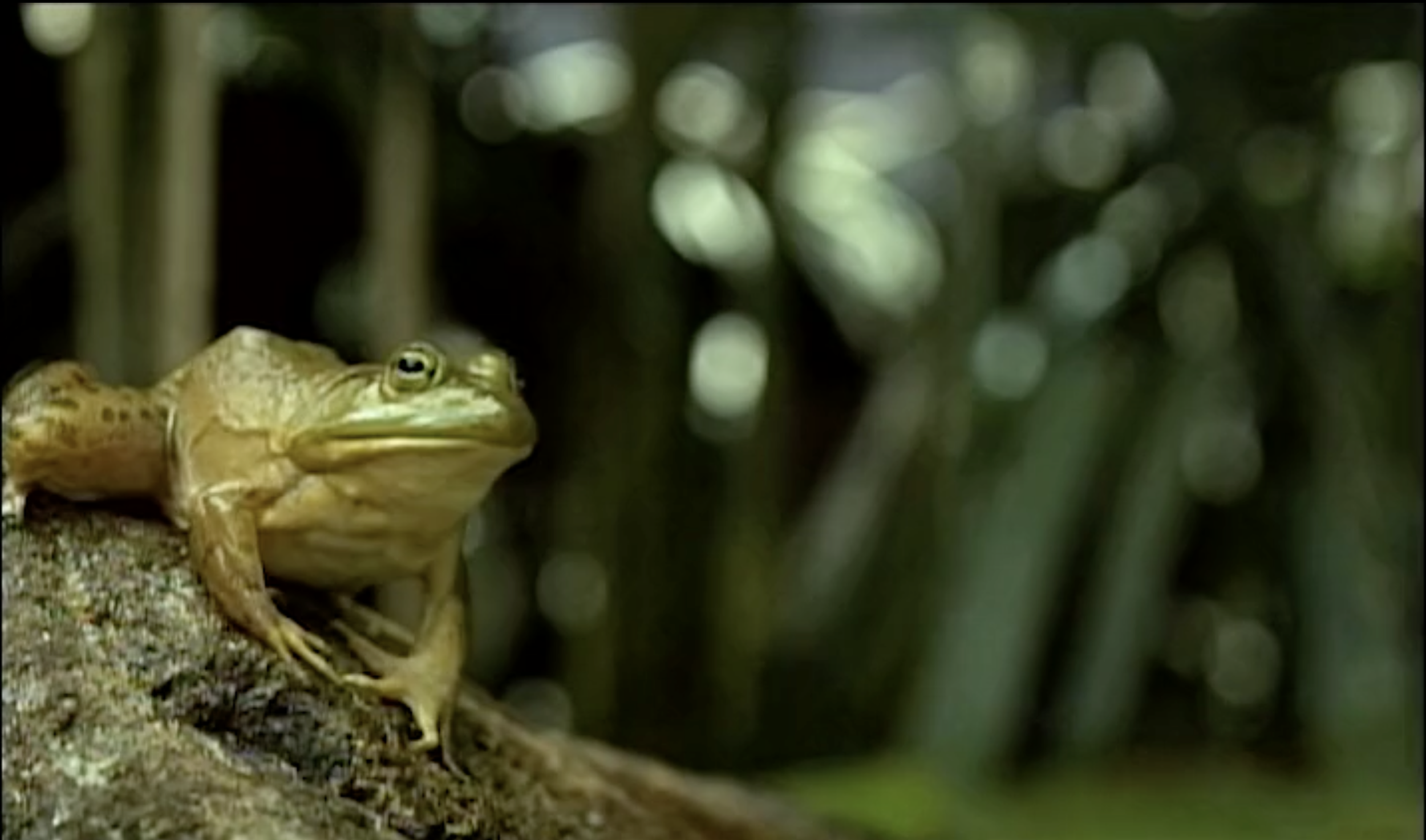 Frogs